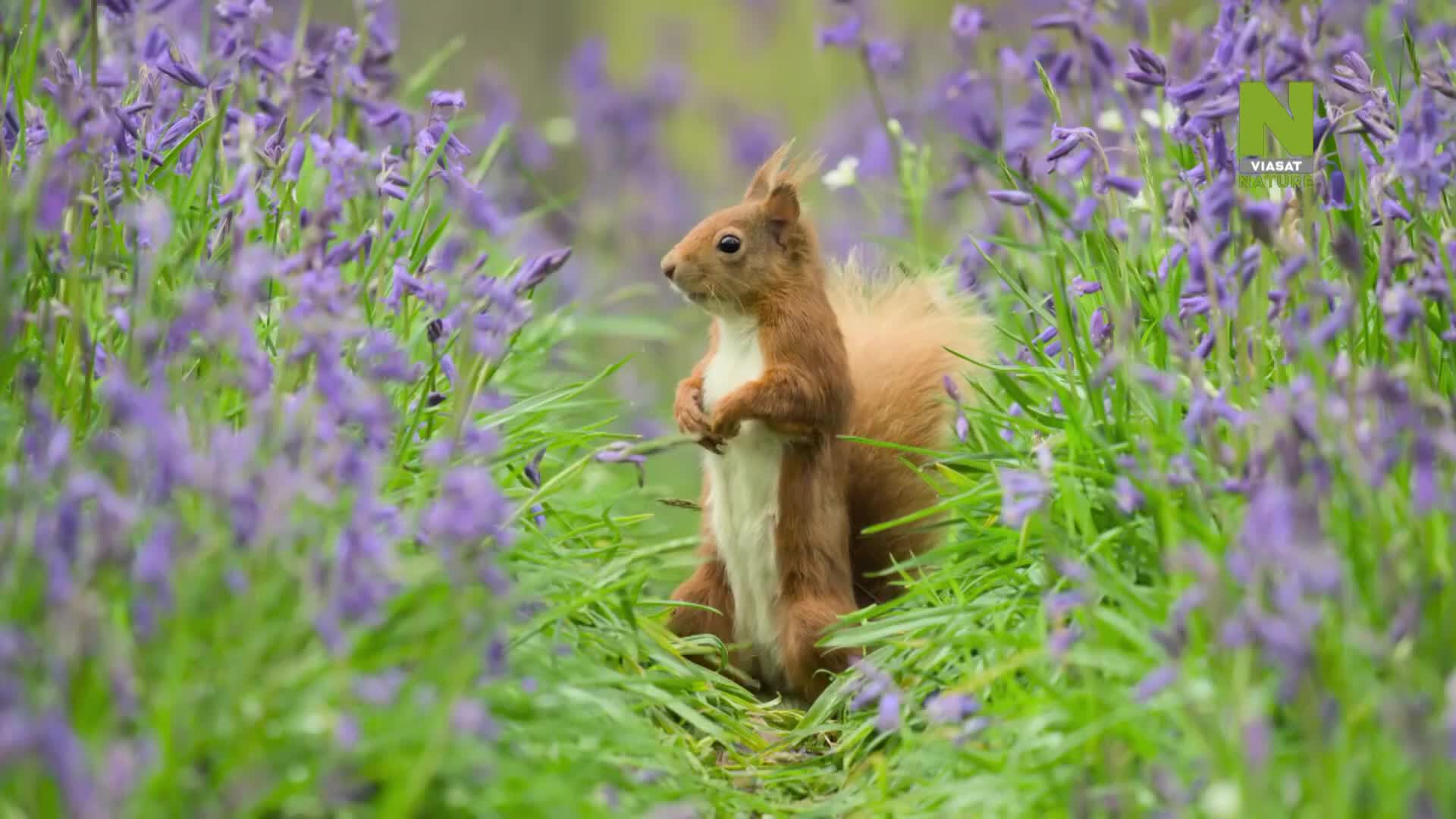 ViasatNature