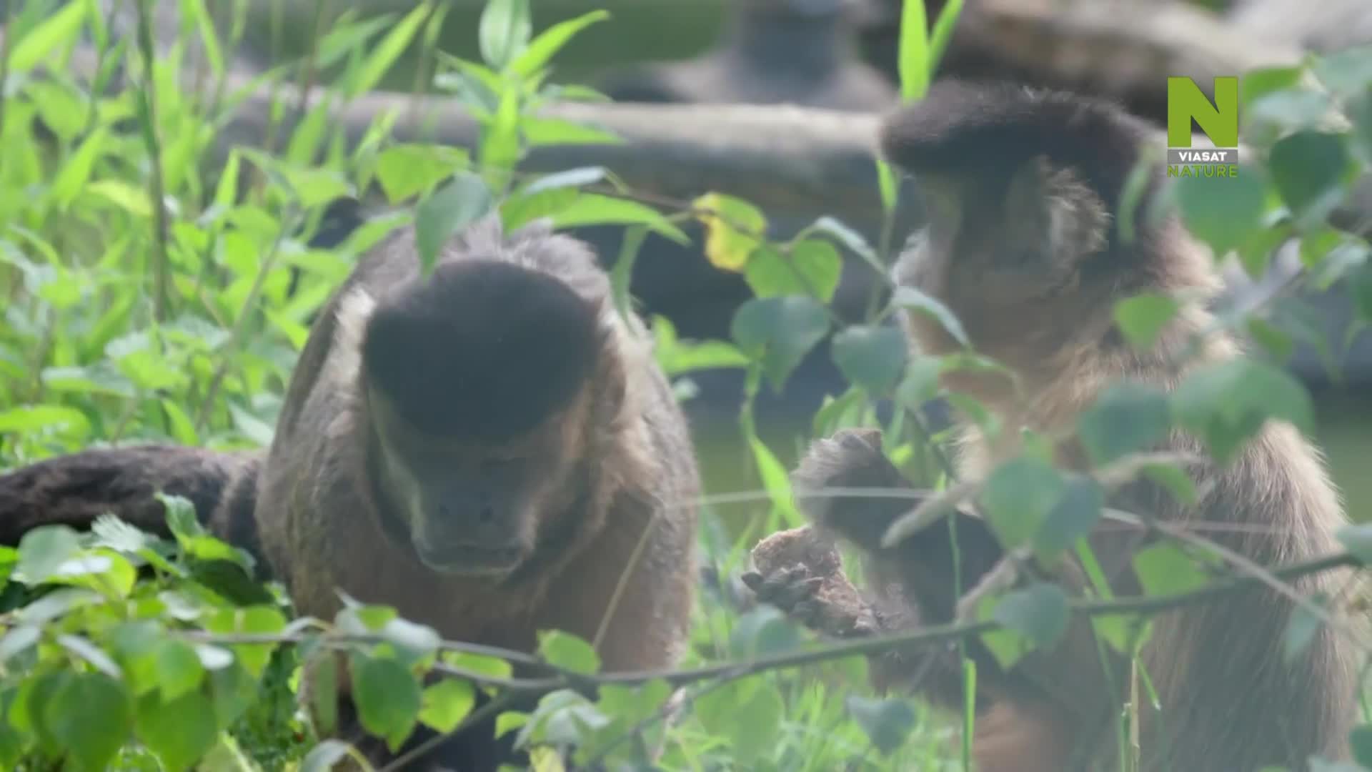 ViasatNature