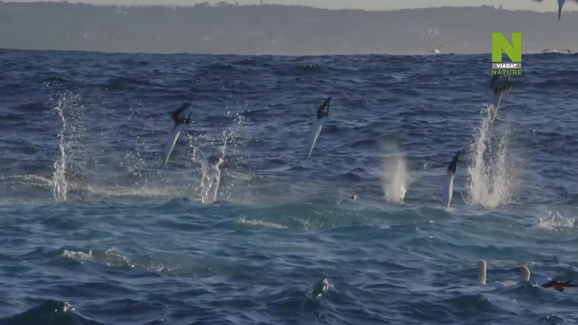 ViasatNature