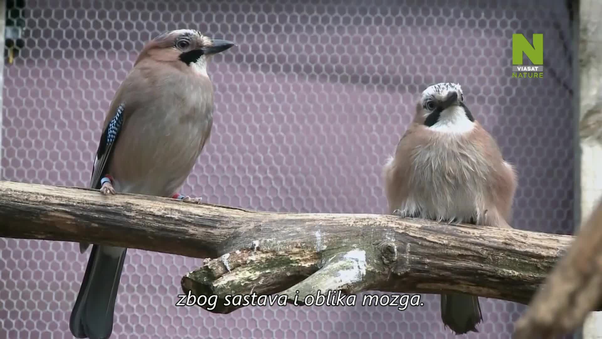 ViasatNature