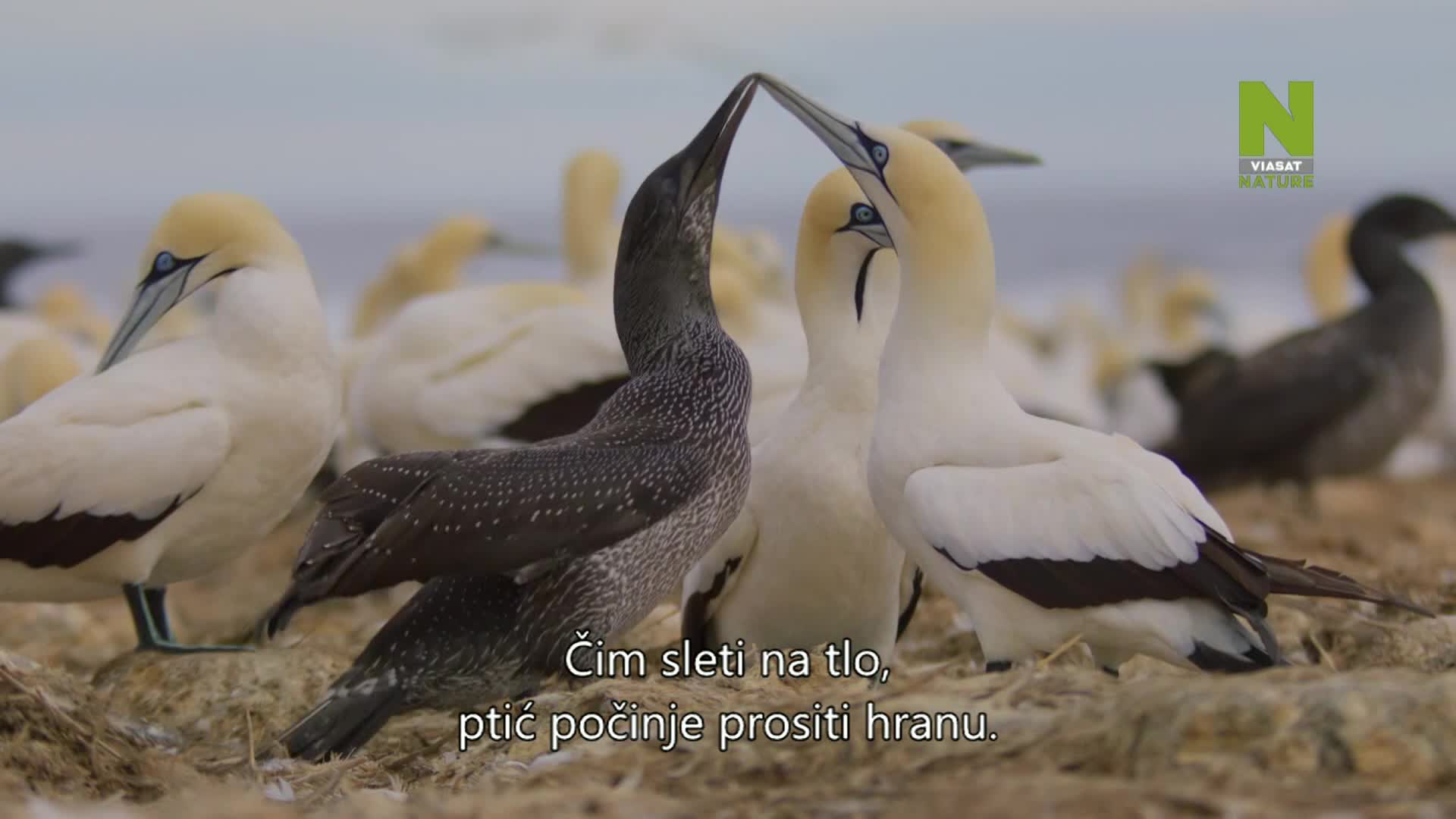 ViasatNature