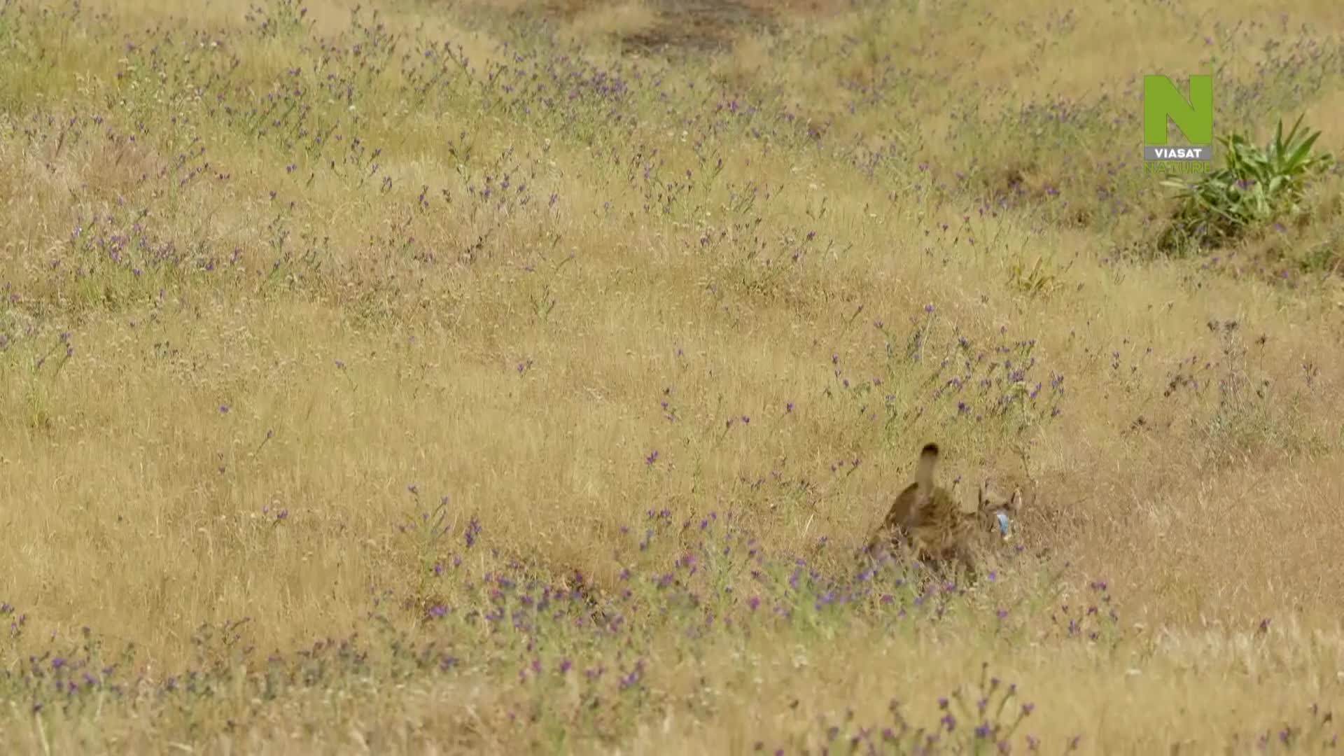 ViasatNature