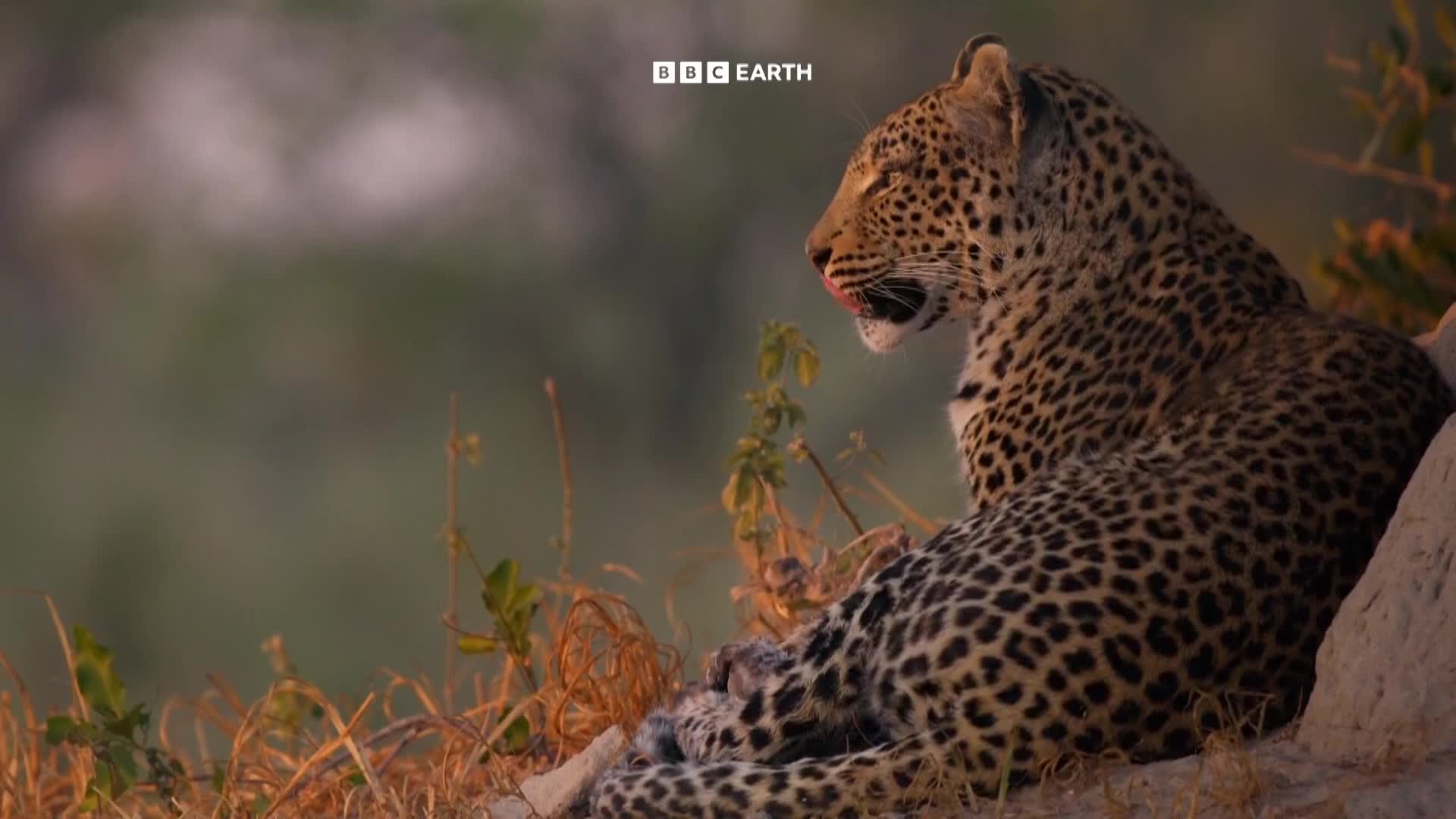 BBCEarth