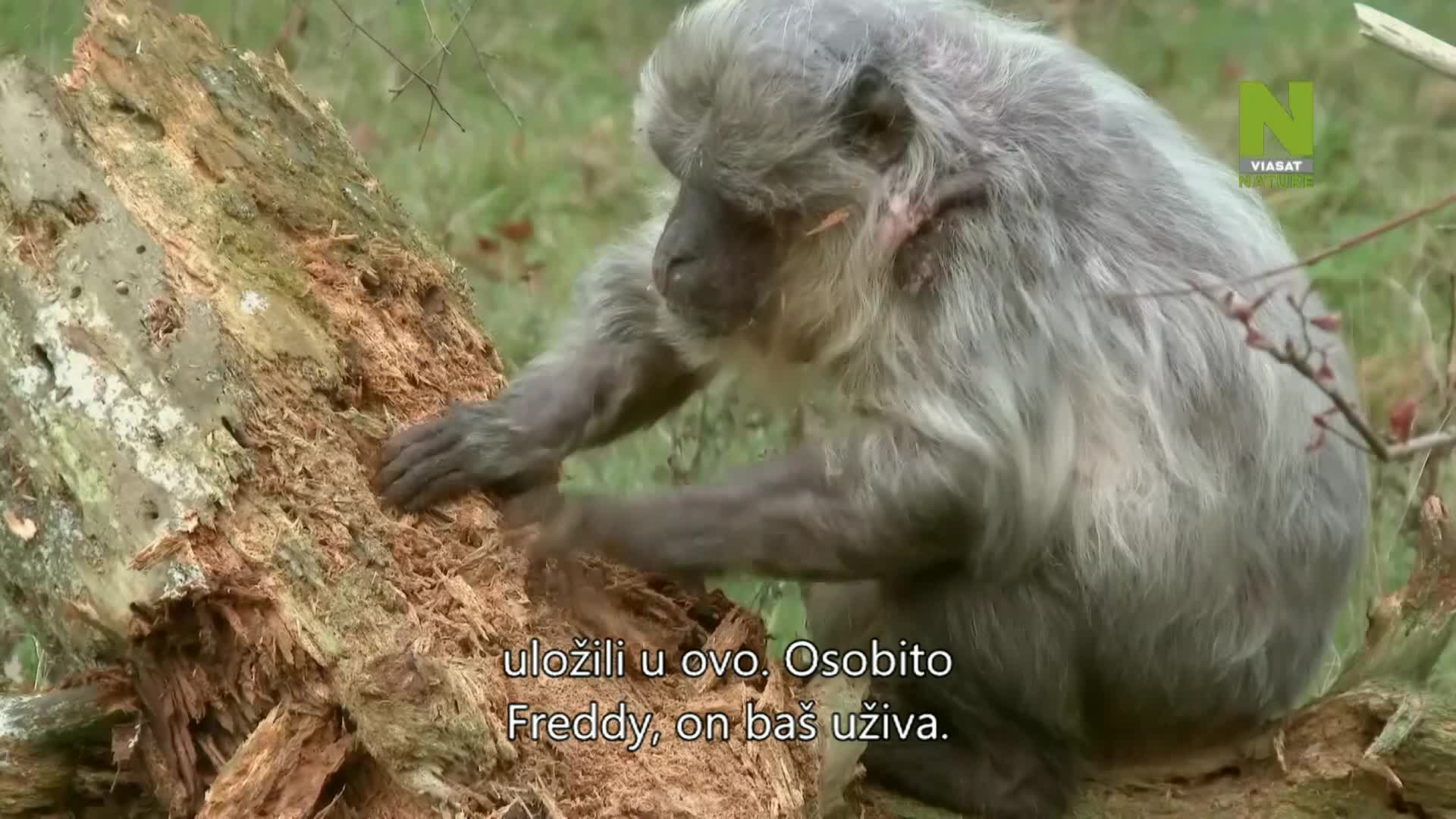 ViasatNature