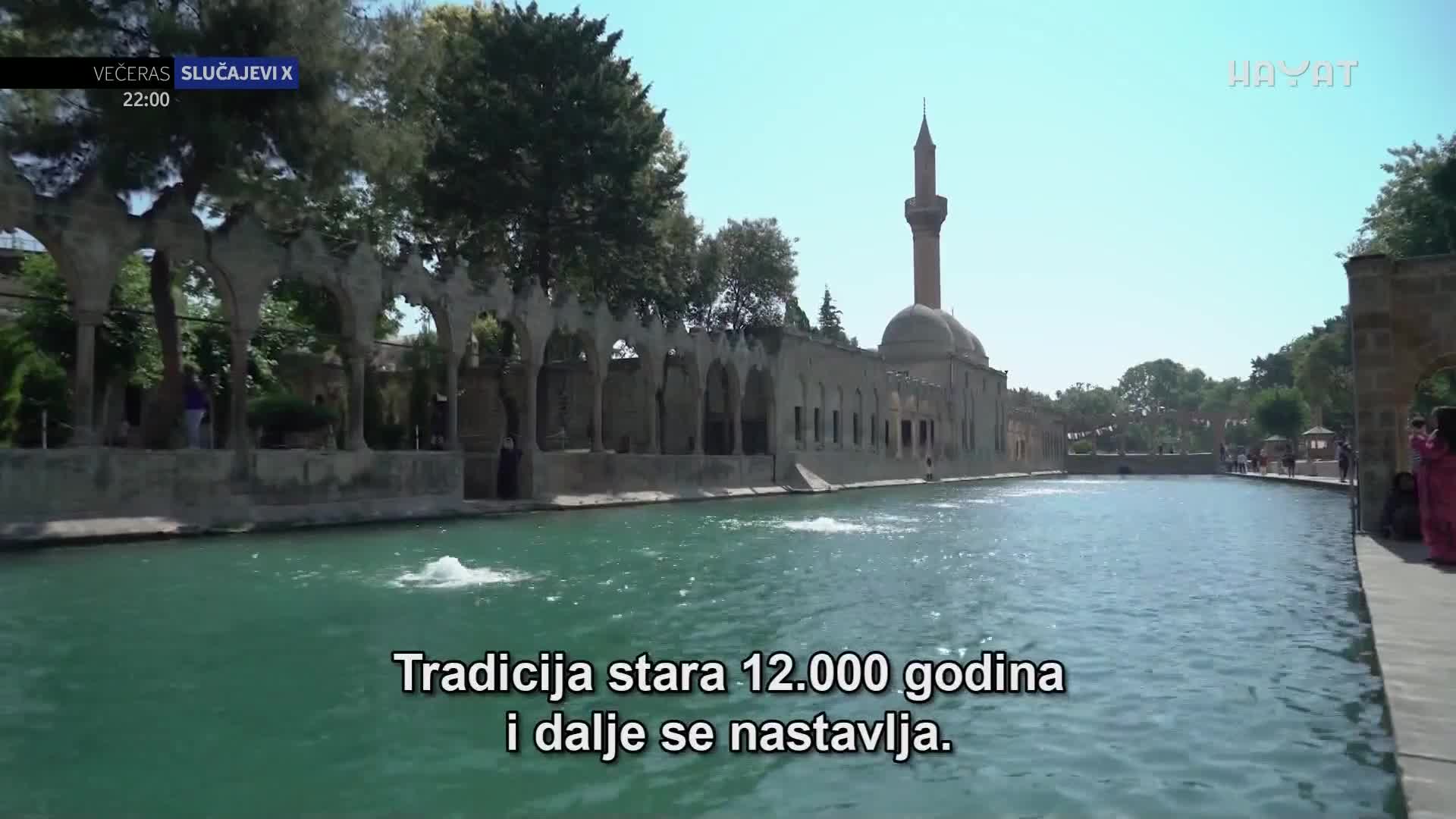 hayat