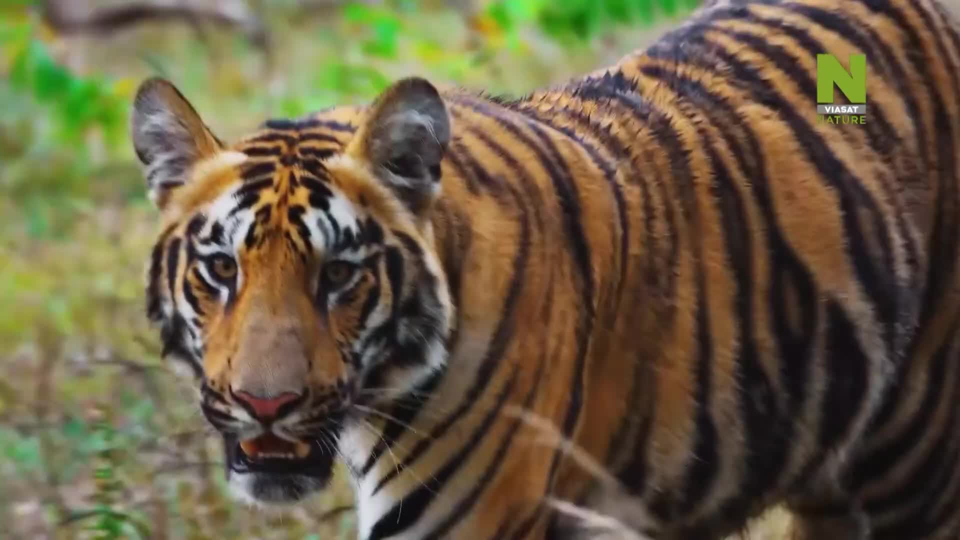 ViasatNature