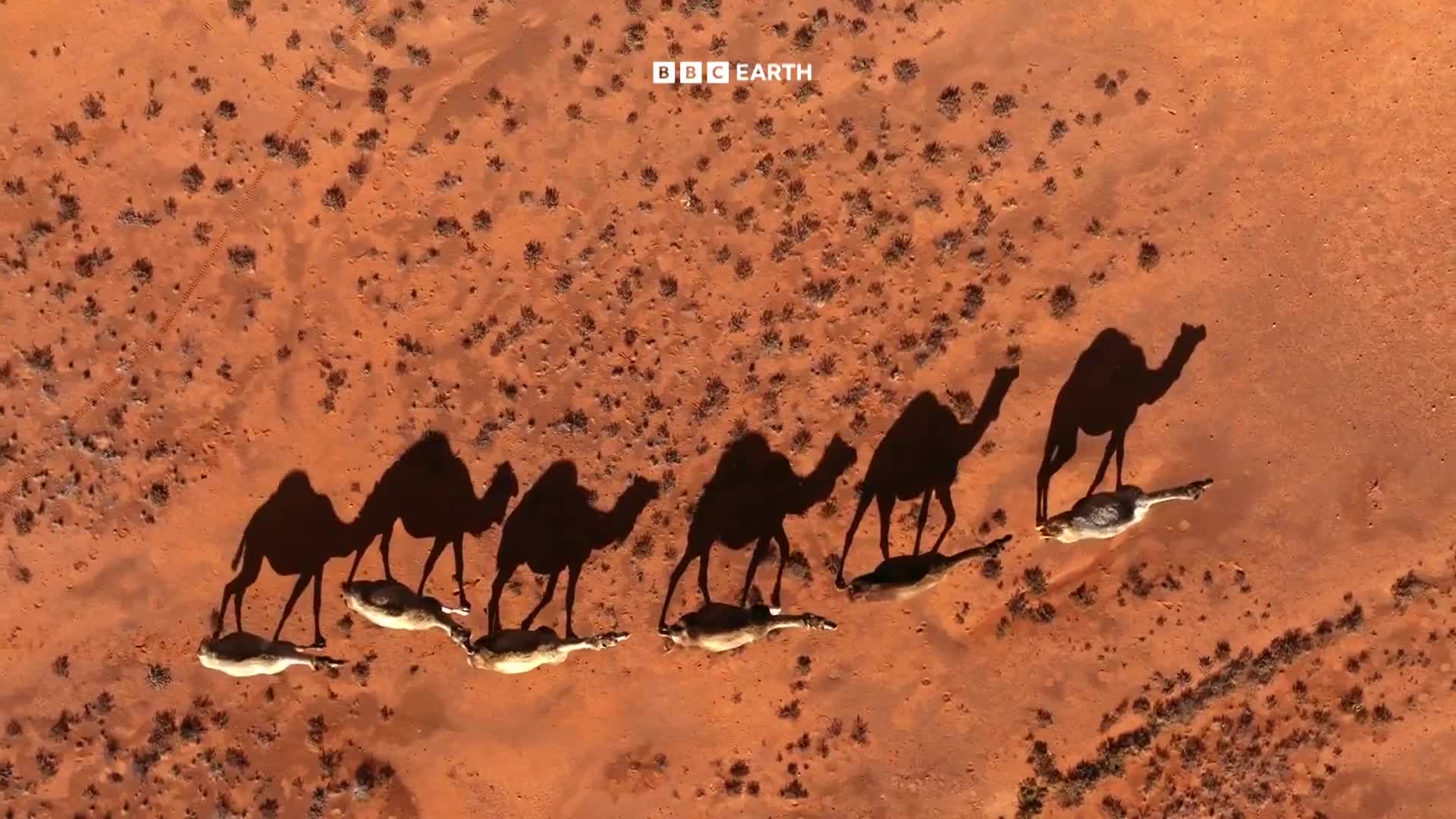 BBCEarth