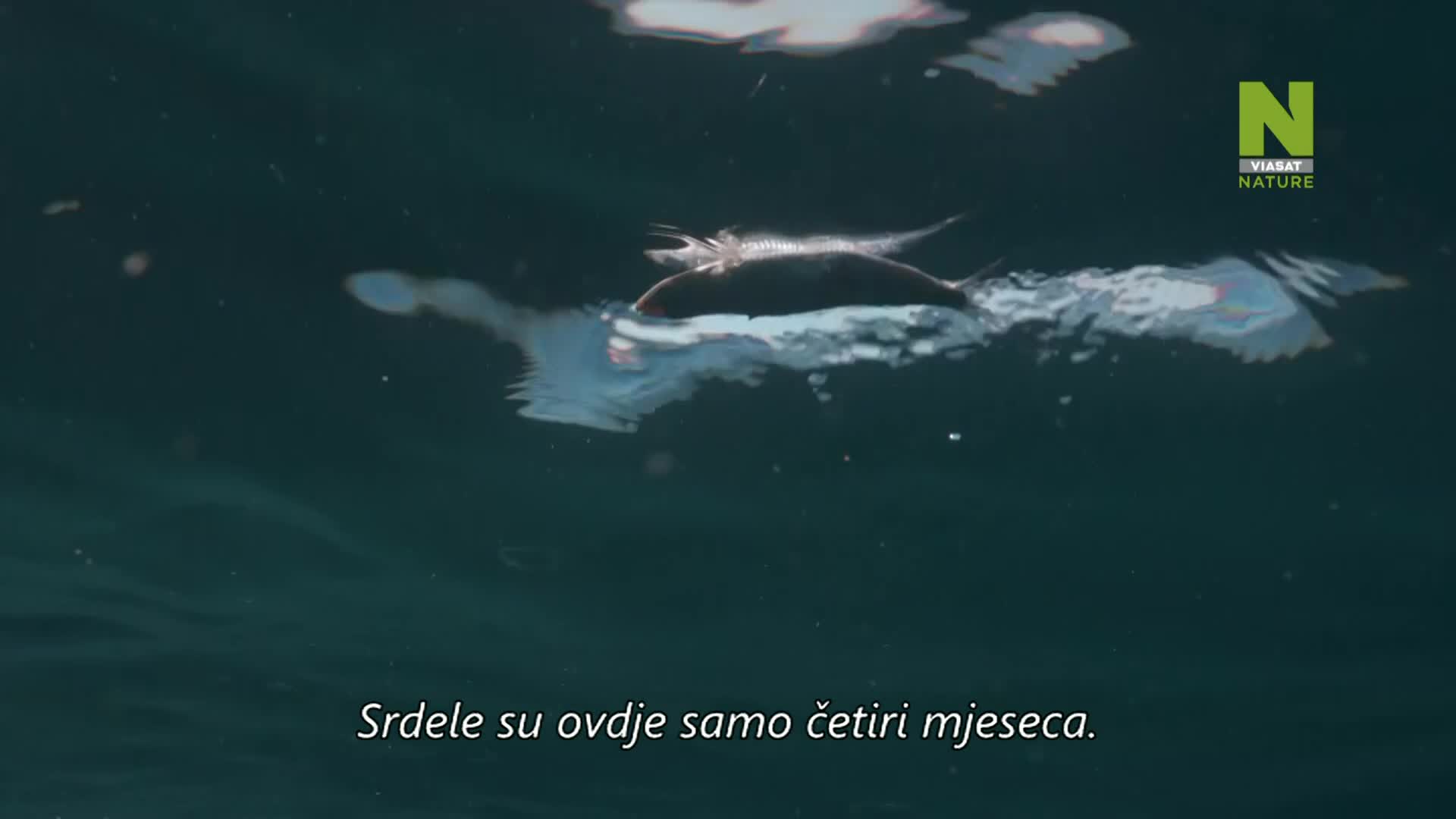 ViasatNature