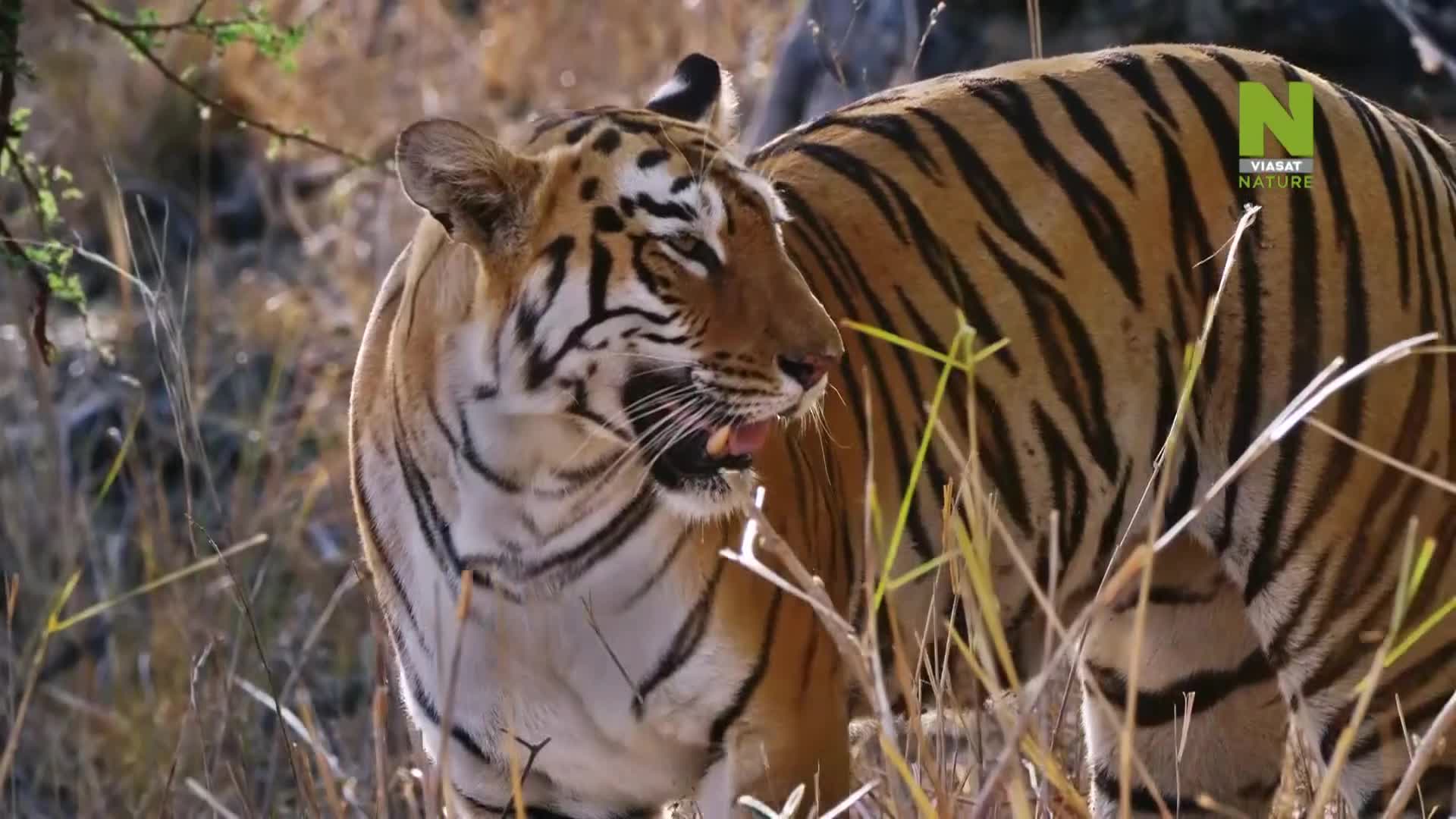 ViasatNature