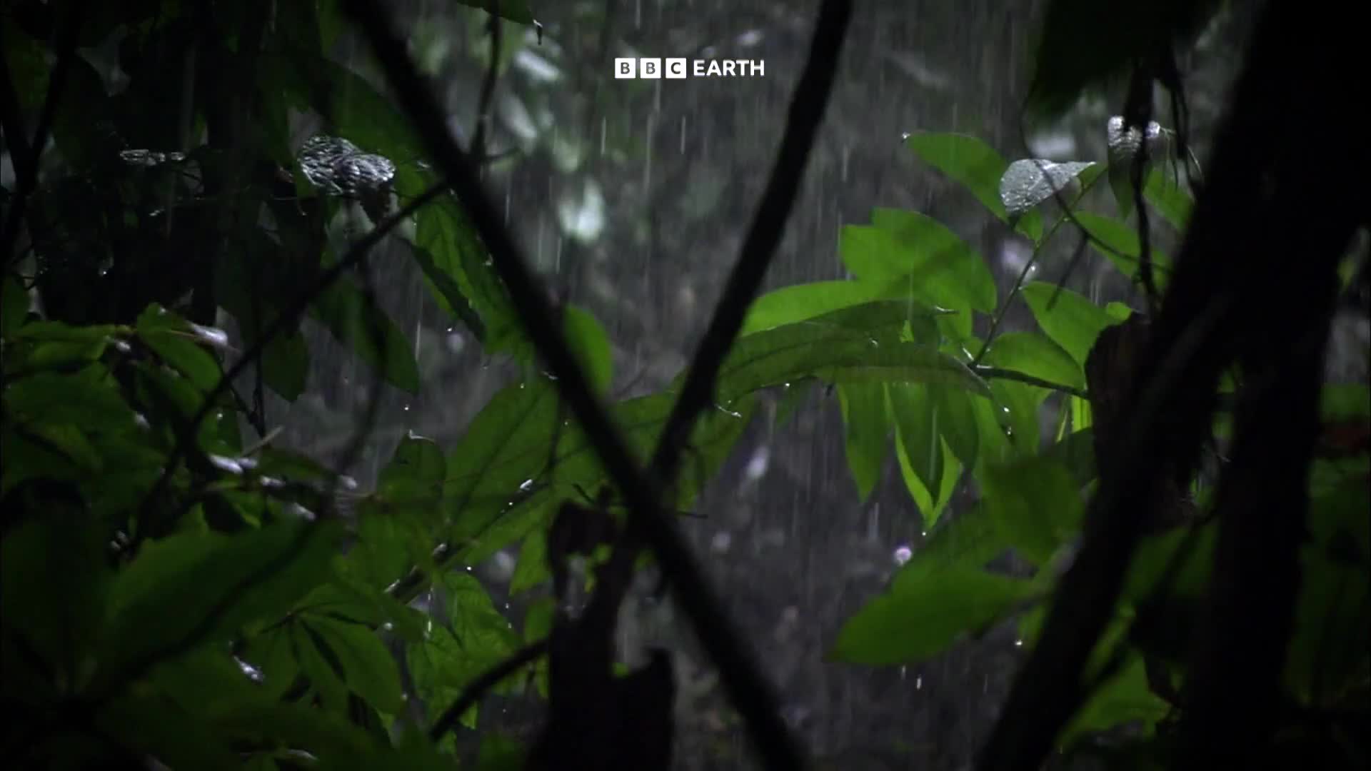 BBCEarth