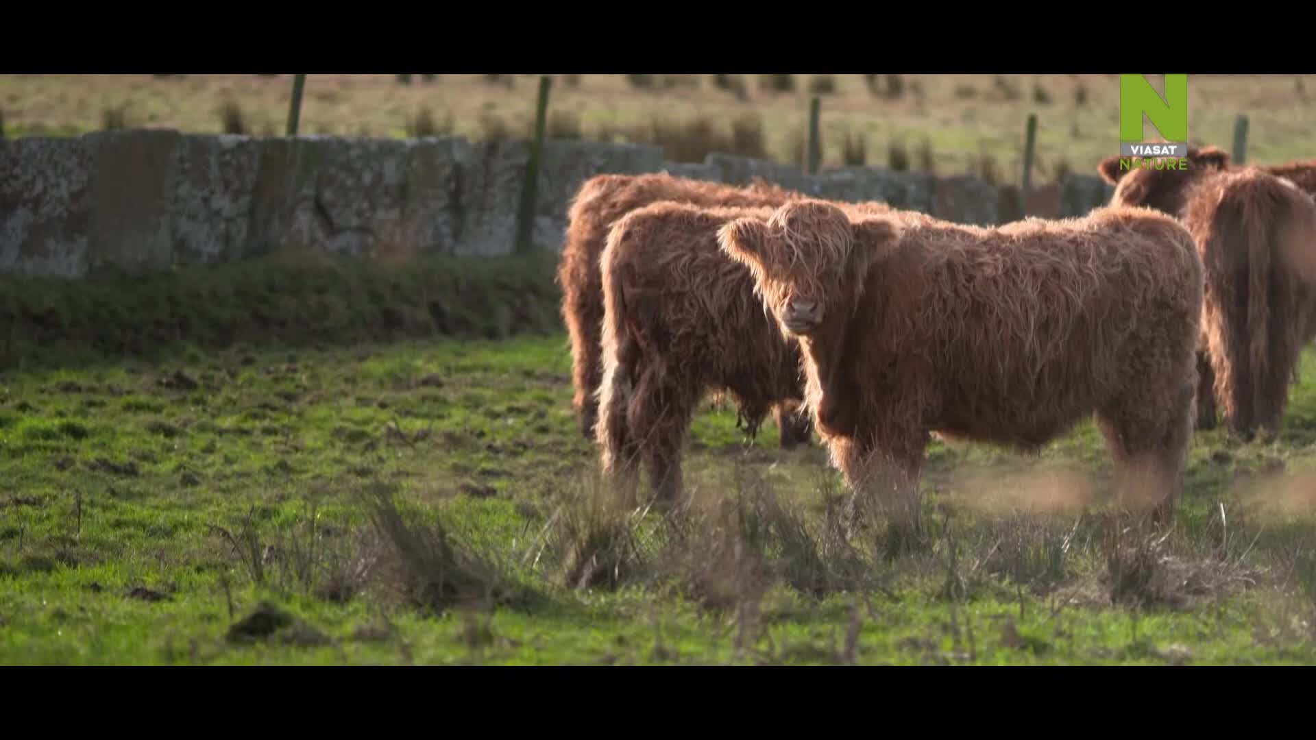 ViasatNature