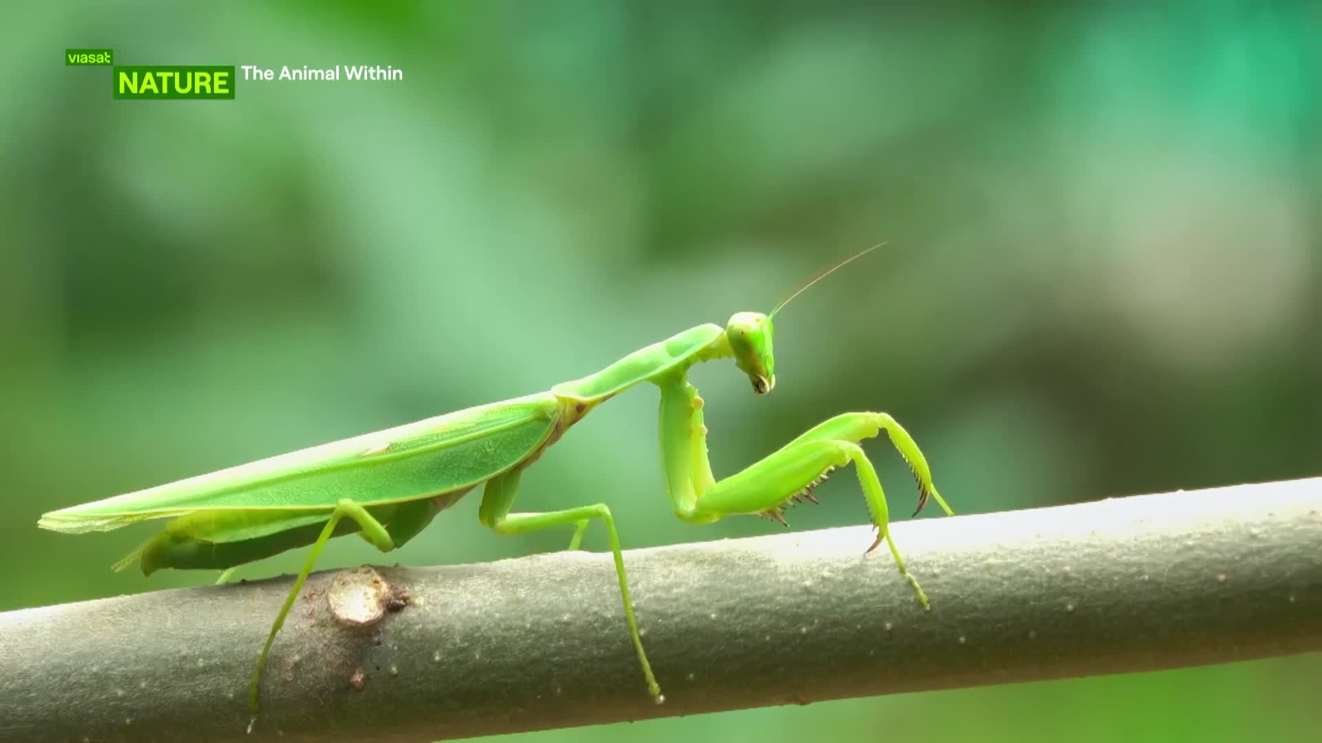 ViasatNature