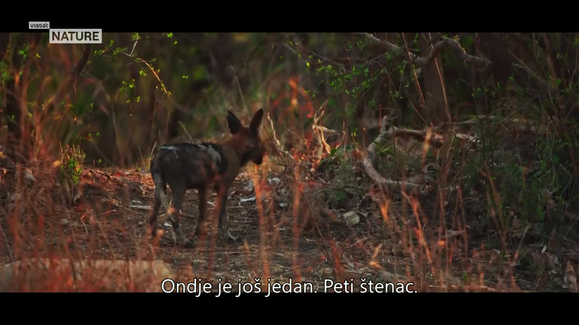 ViasatNature