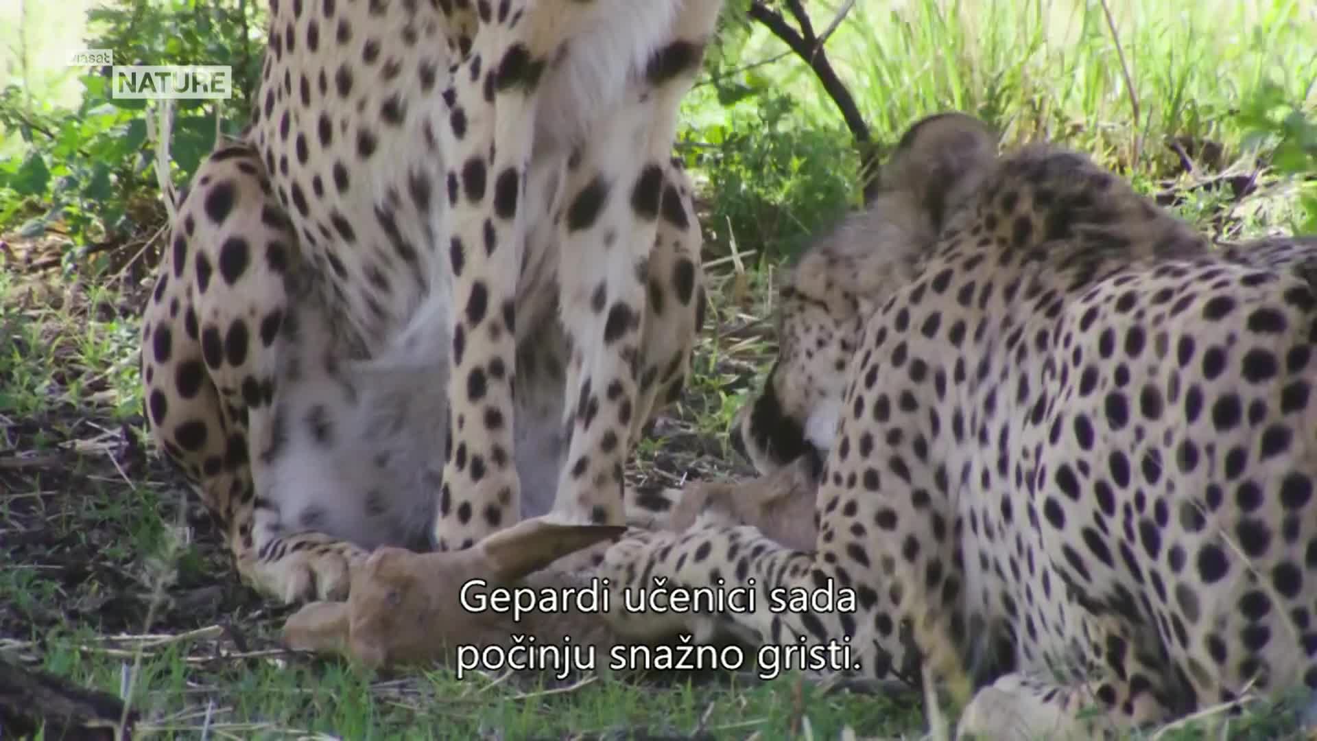 ViasatNature