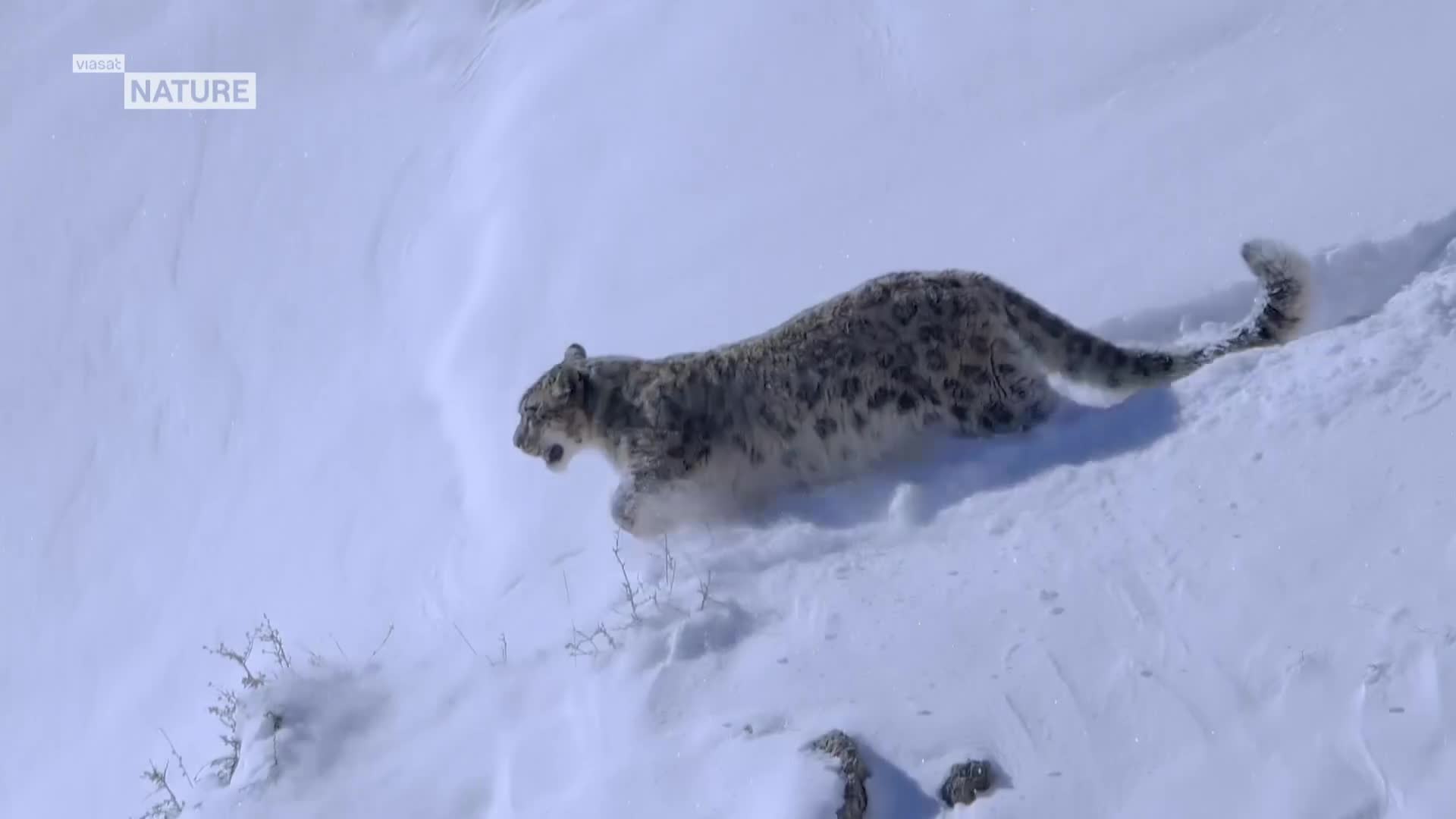 ViasatNature