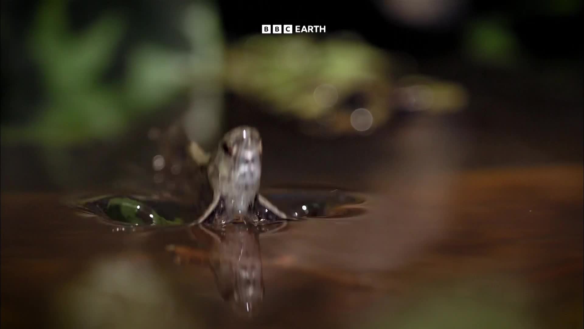 BBCEarth