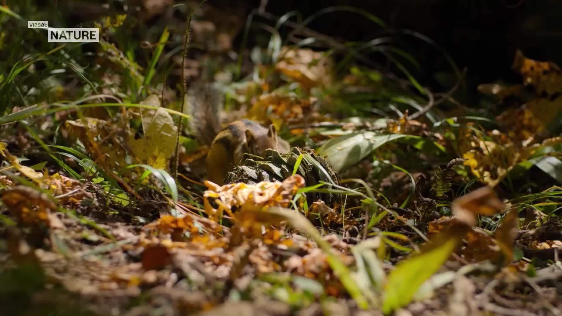 ViasatNature