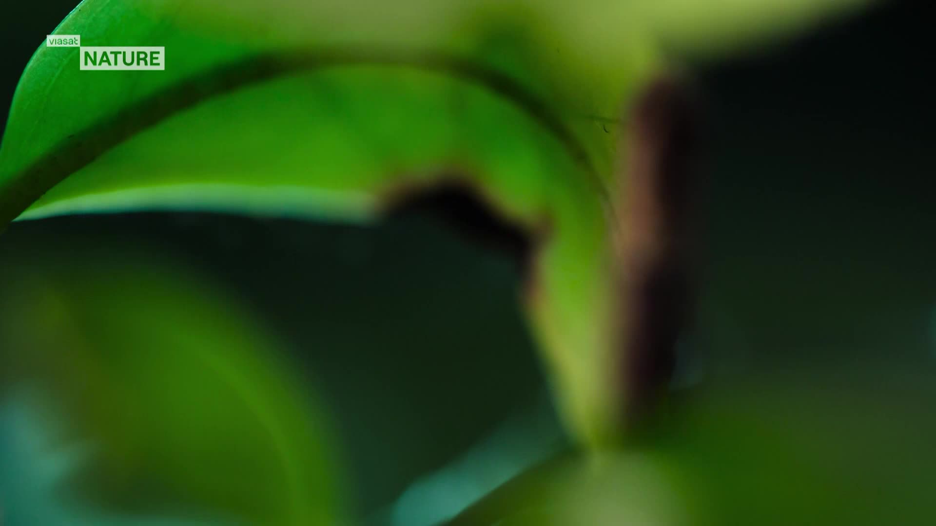 ViasatNature