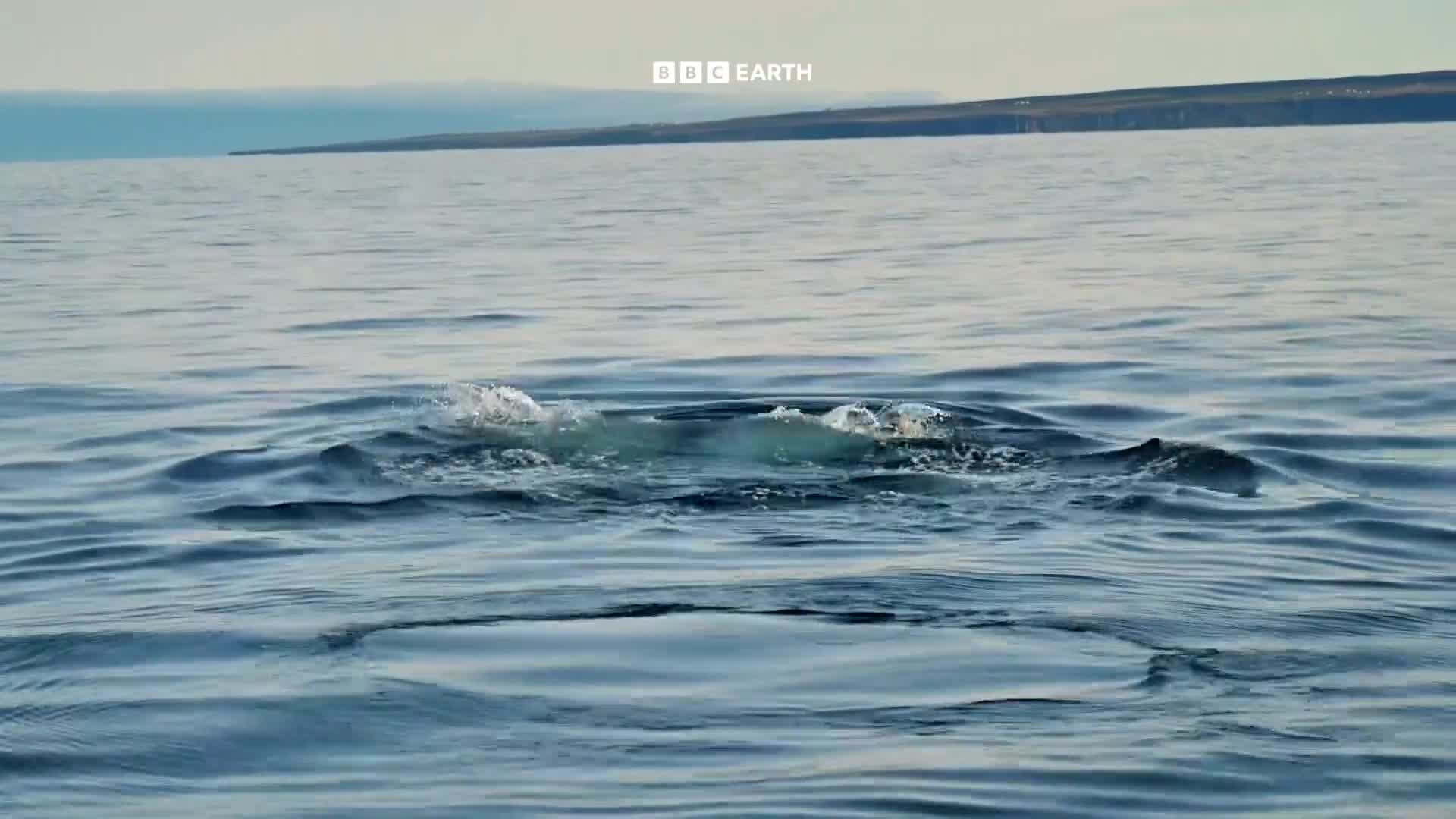 BBCEarth