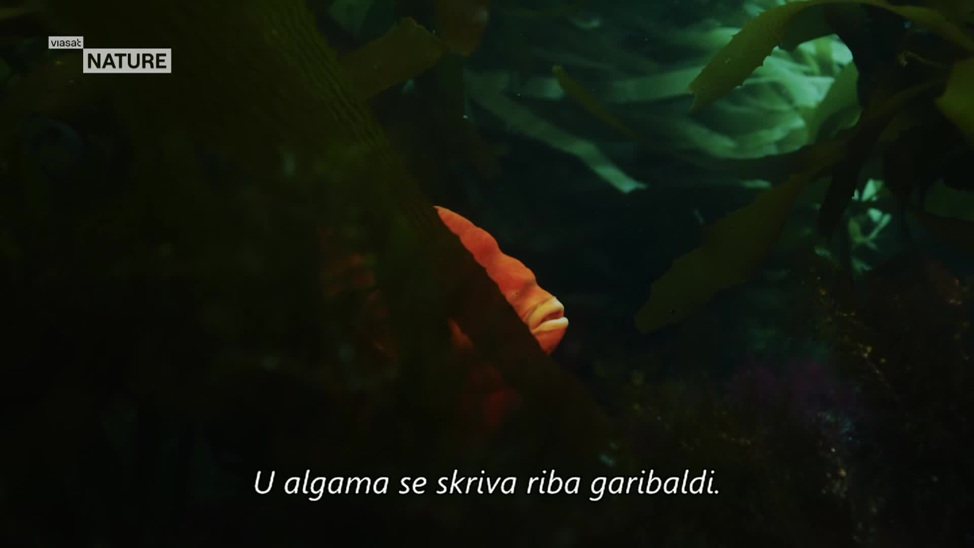 ViasatNature