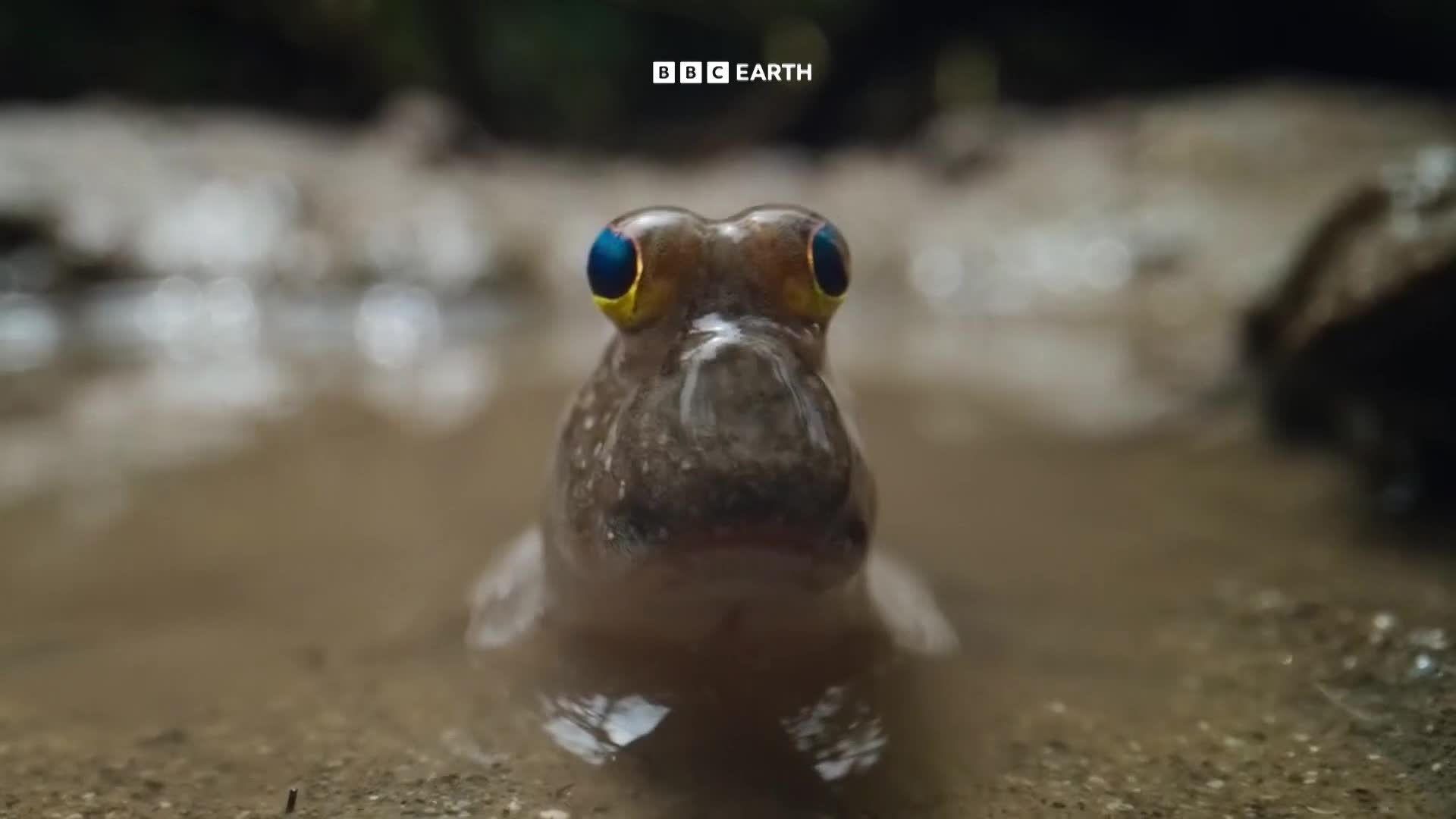BBCEarth