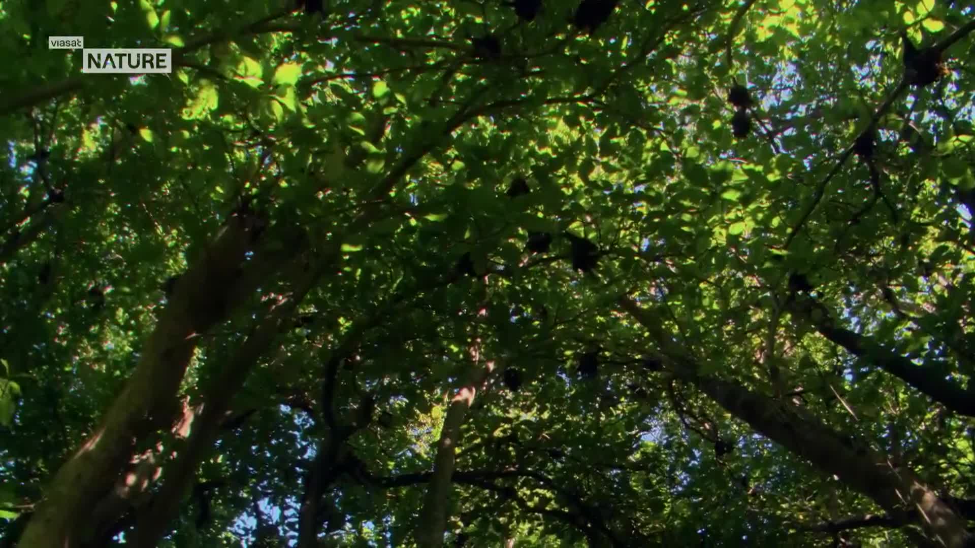 ViasatNature