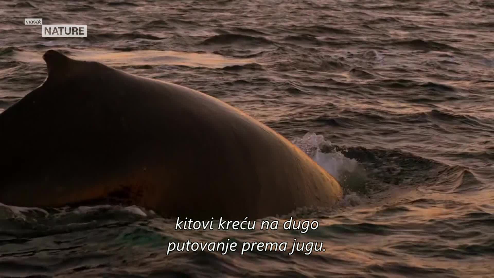 ViasatNature