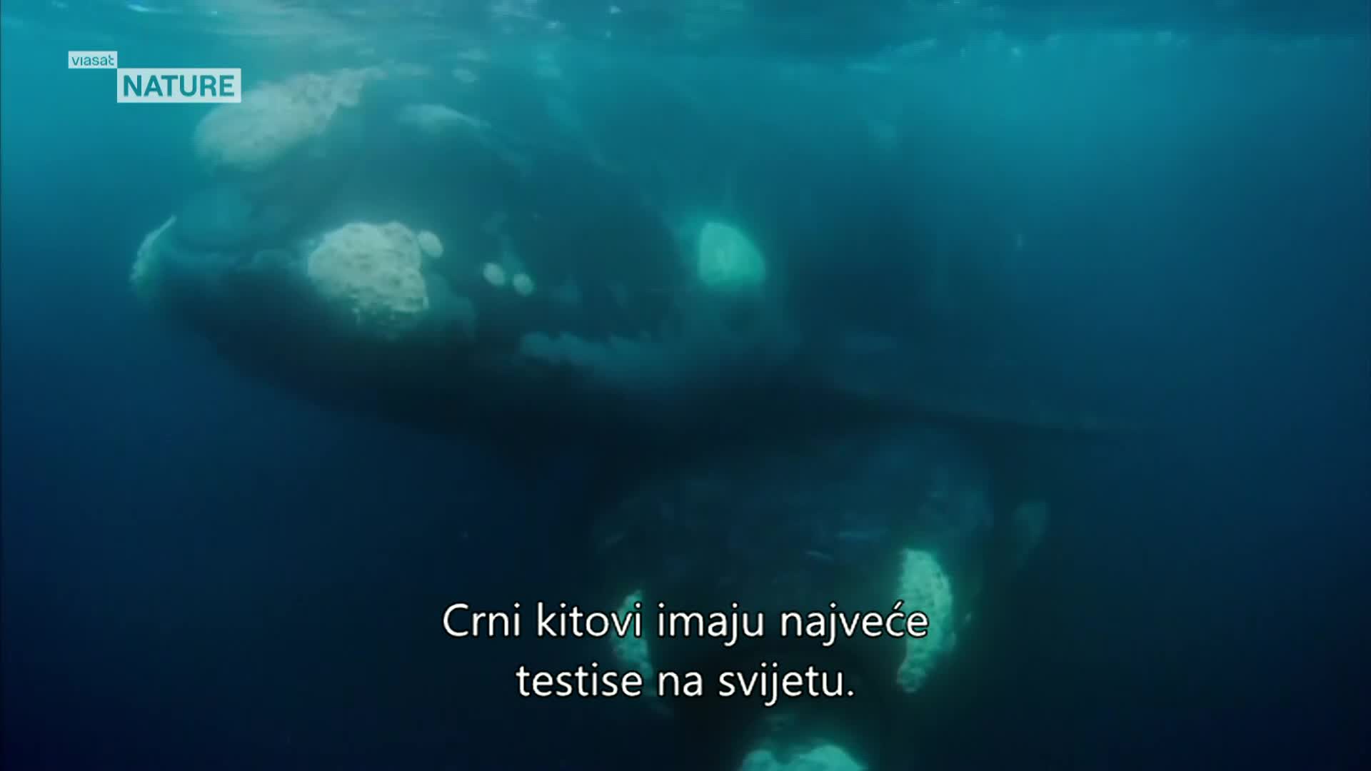 ViasatNature