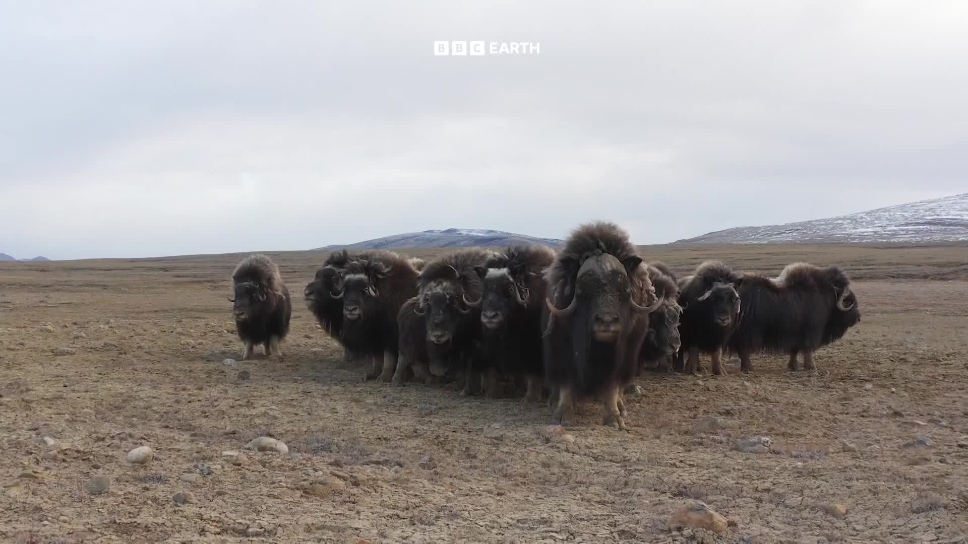 BBCEarth