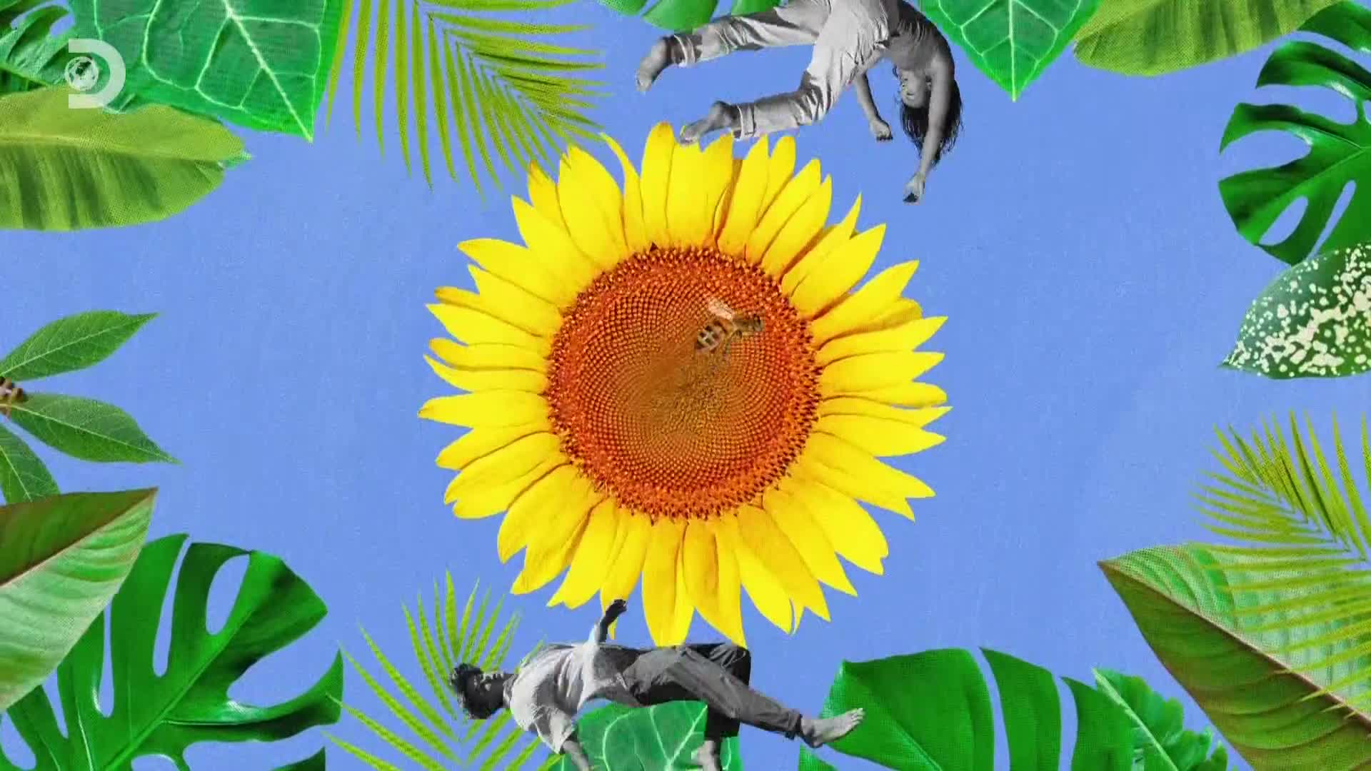 ViasatExplorer