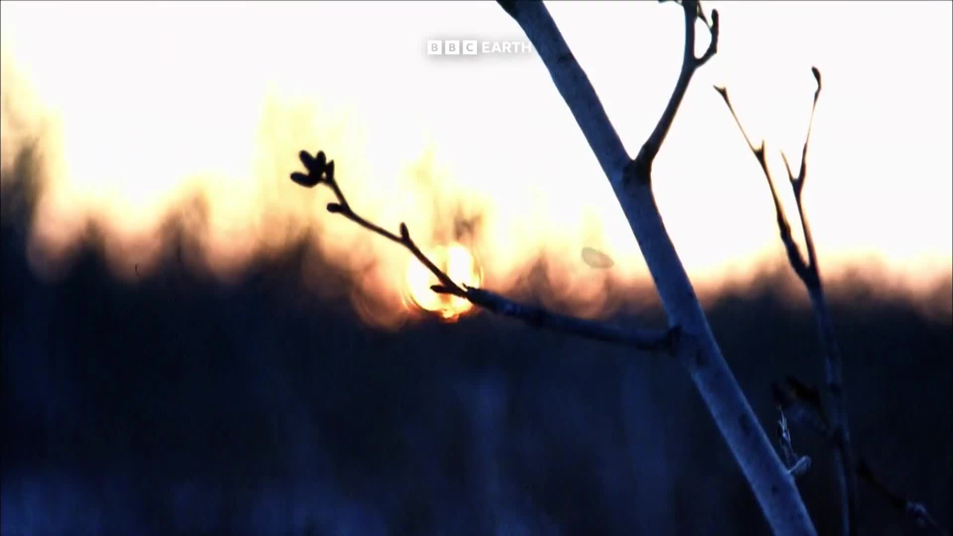 BBCEarth