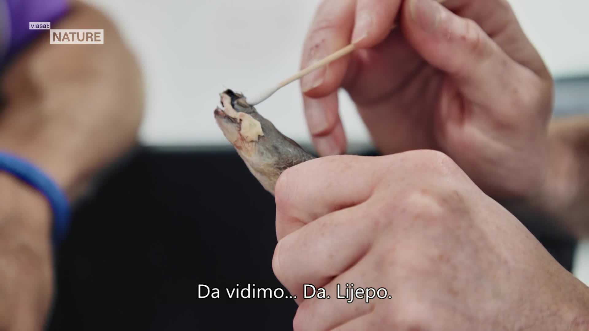 ViasatNature