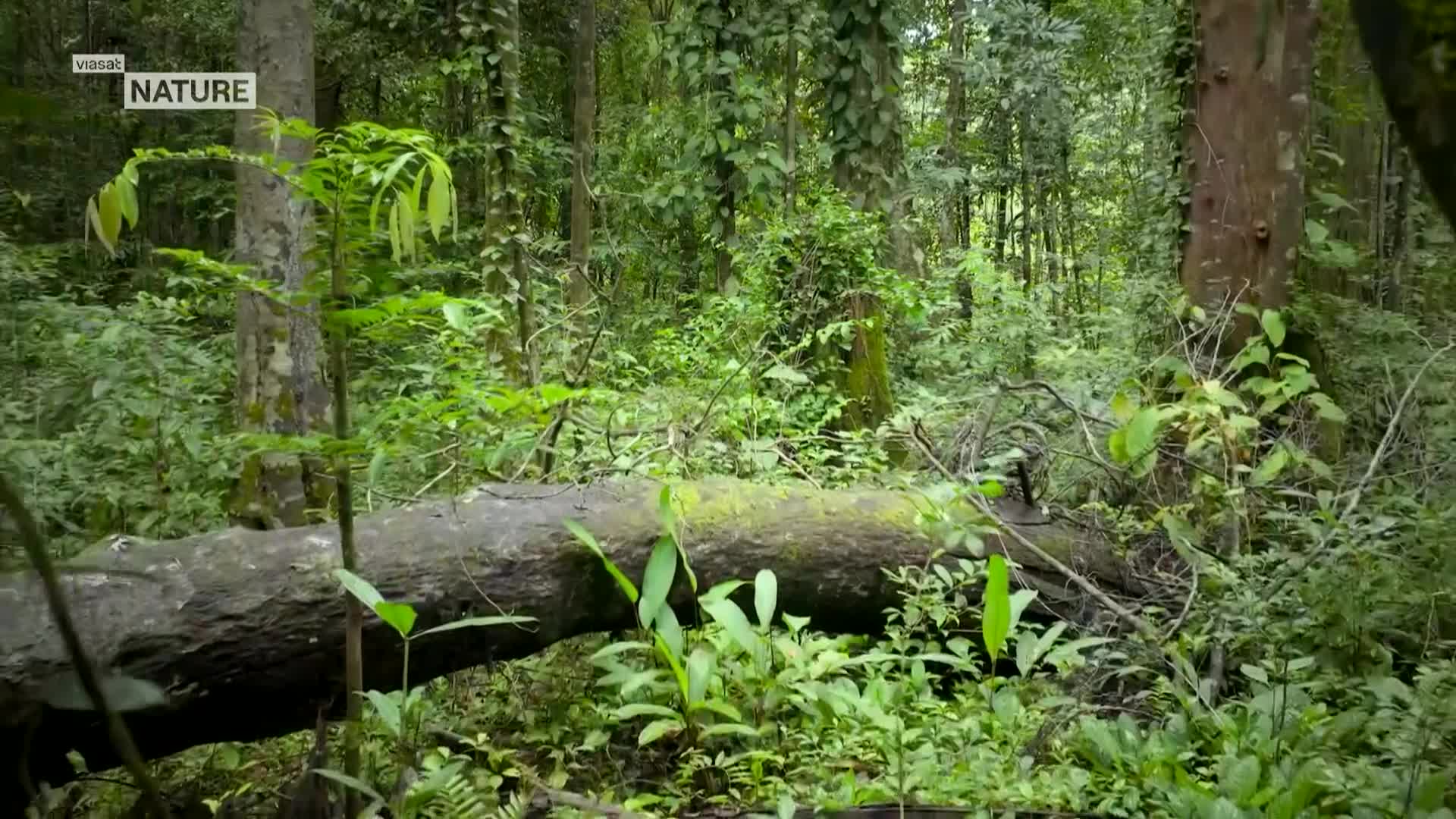 ViasatNature