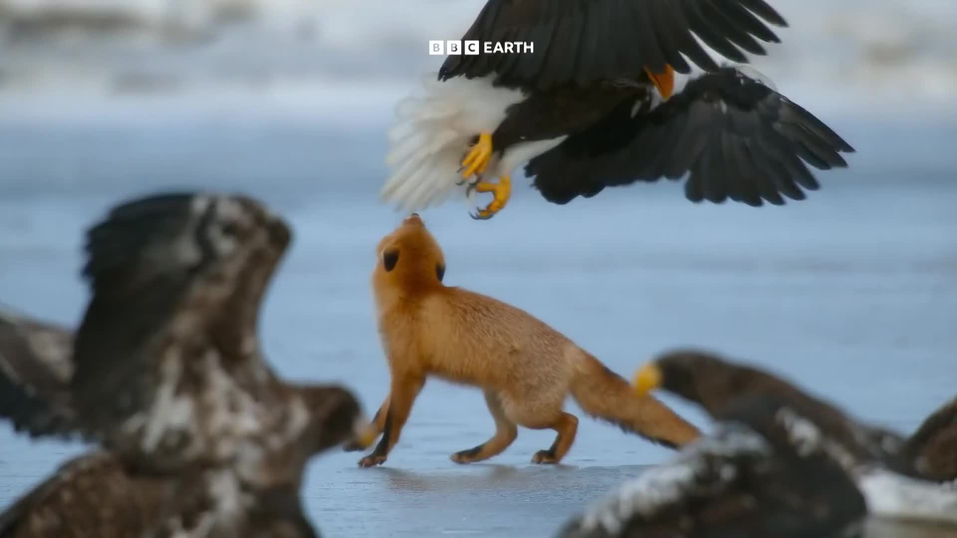 BBCEarth