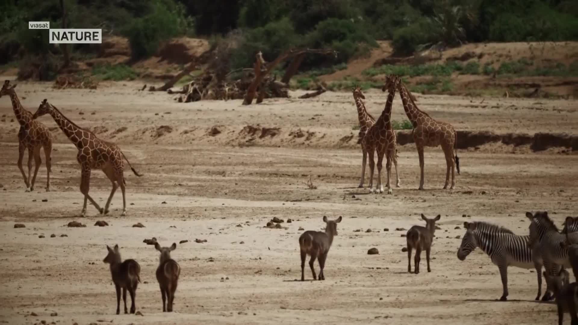 ViasatNature