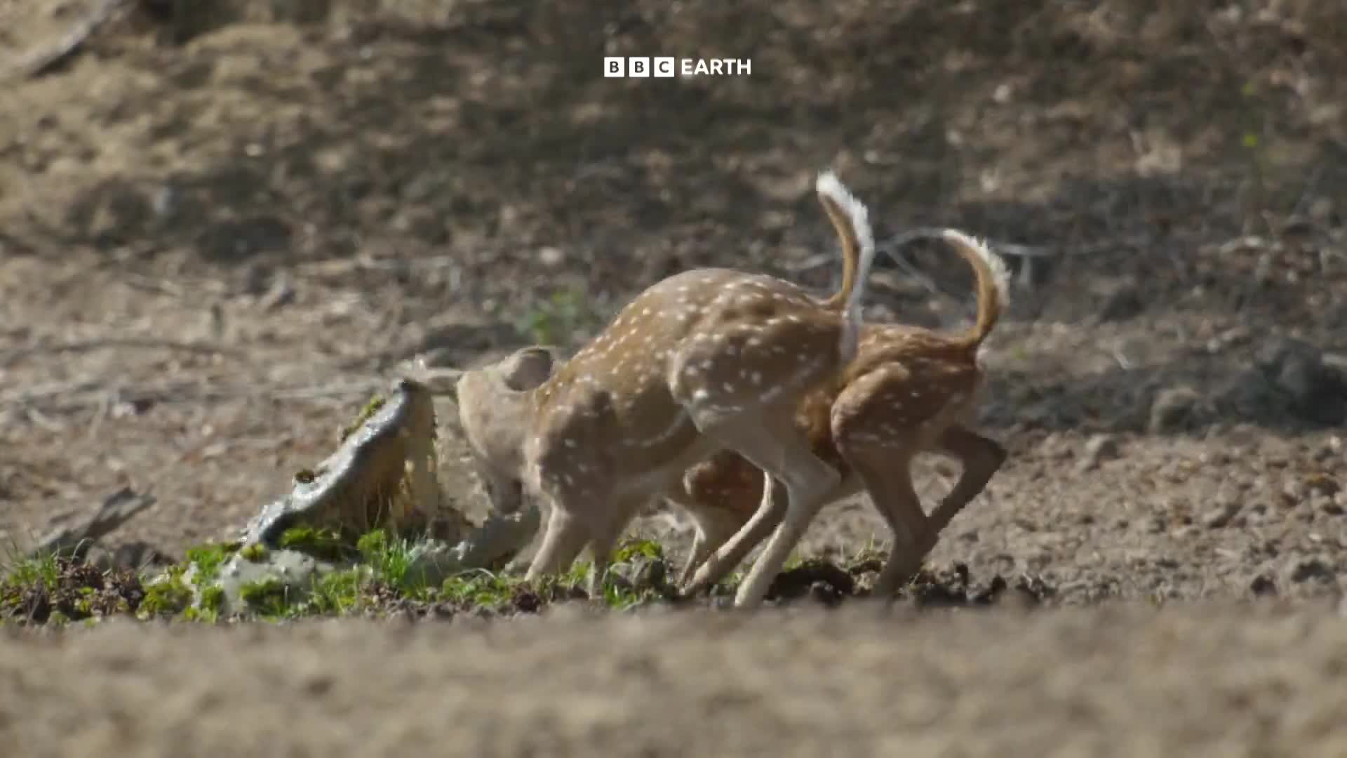 BBCEarth
