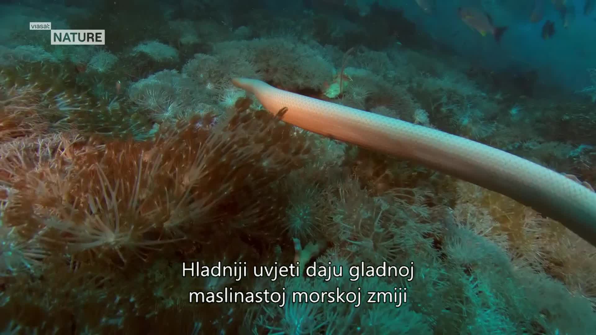 ViasatNature