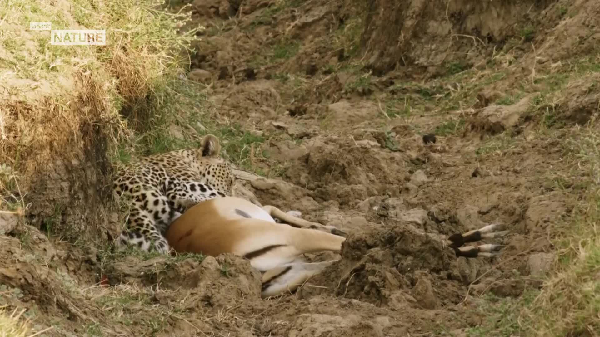 ViasatNature