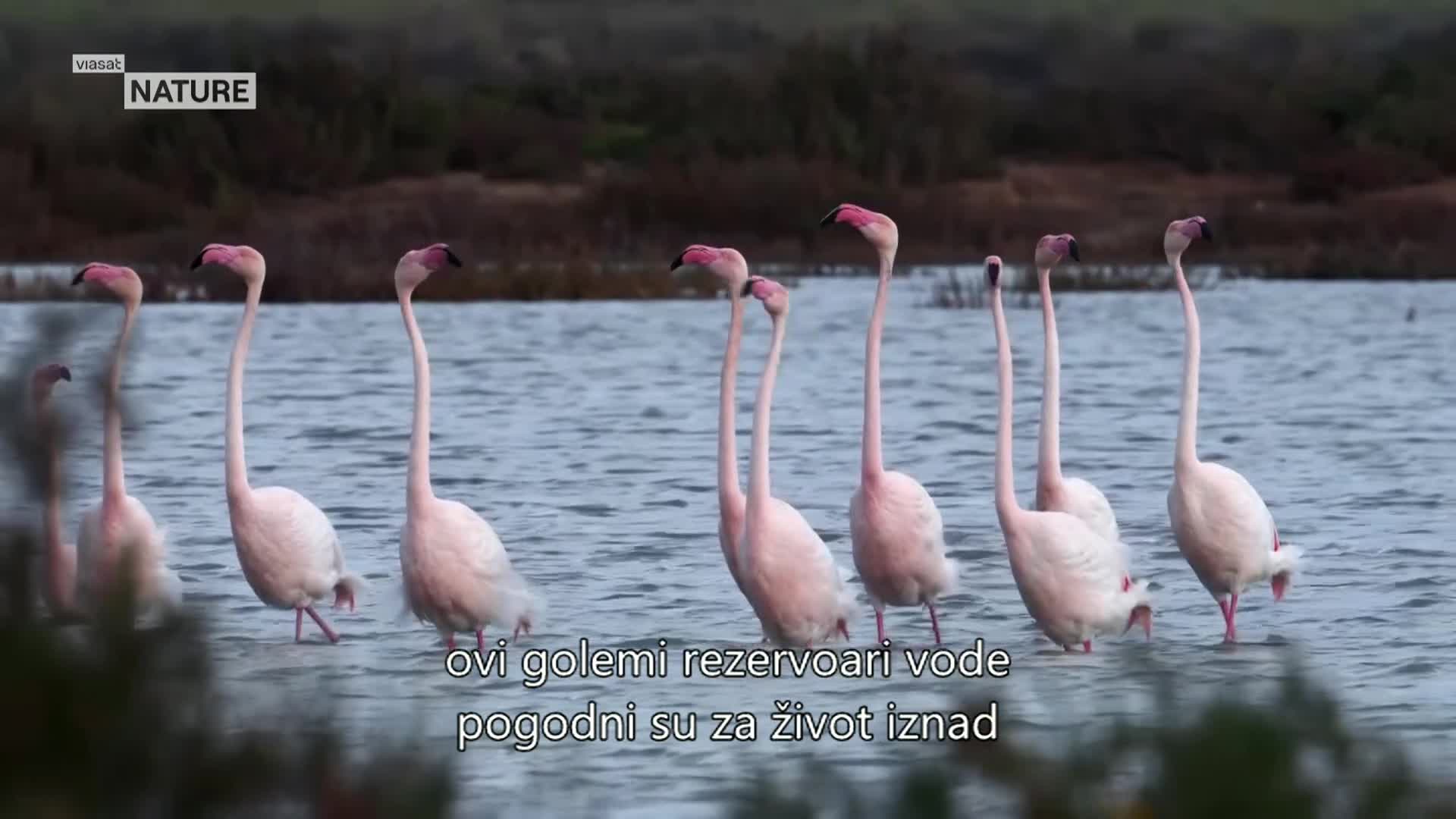 ViasatNature