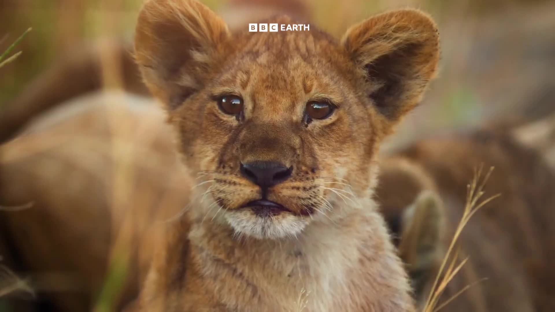 BBCEarth