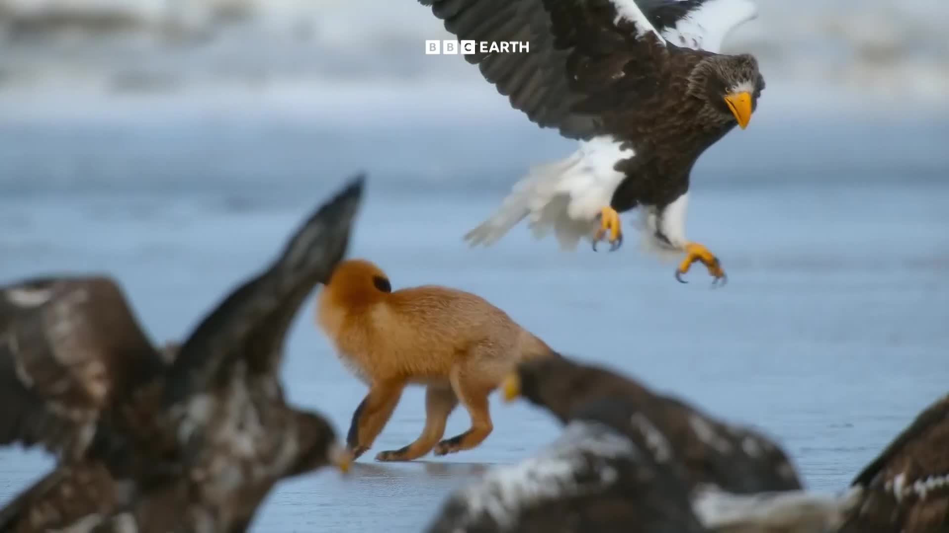 BBCEarth