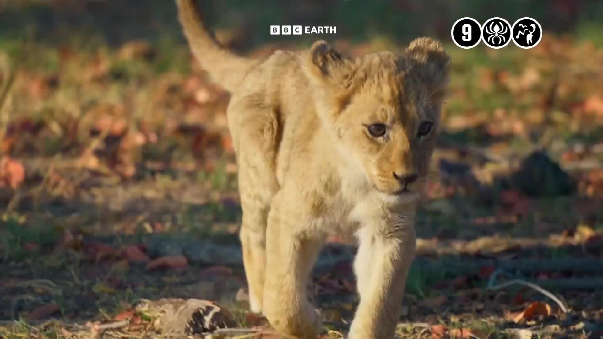 BBCEarth