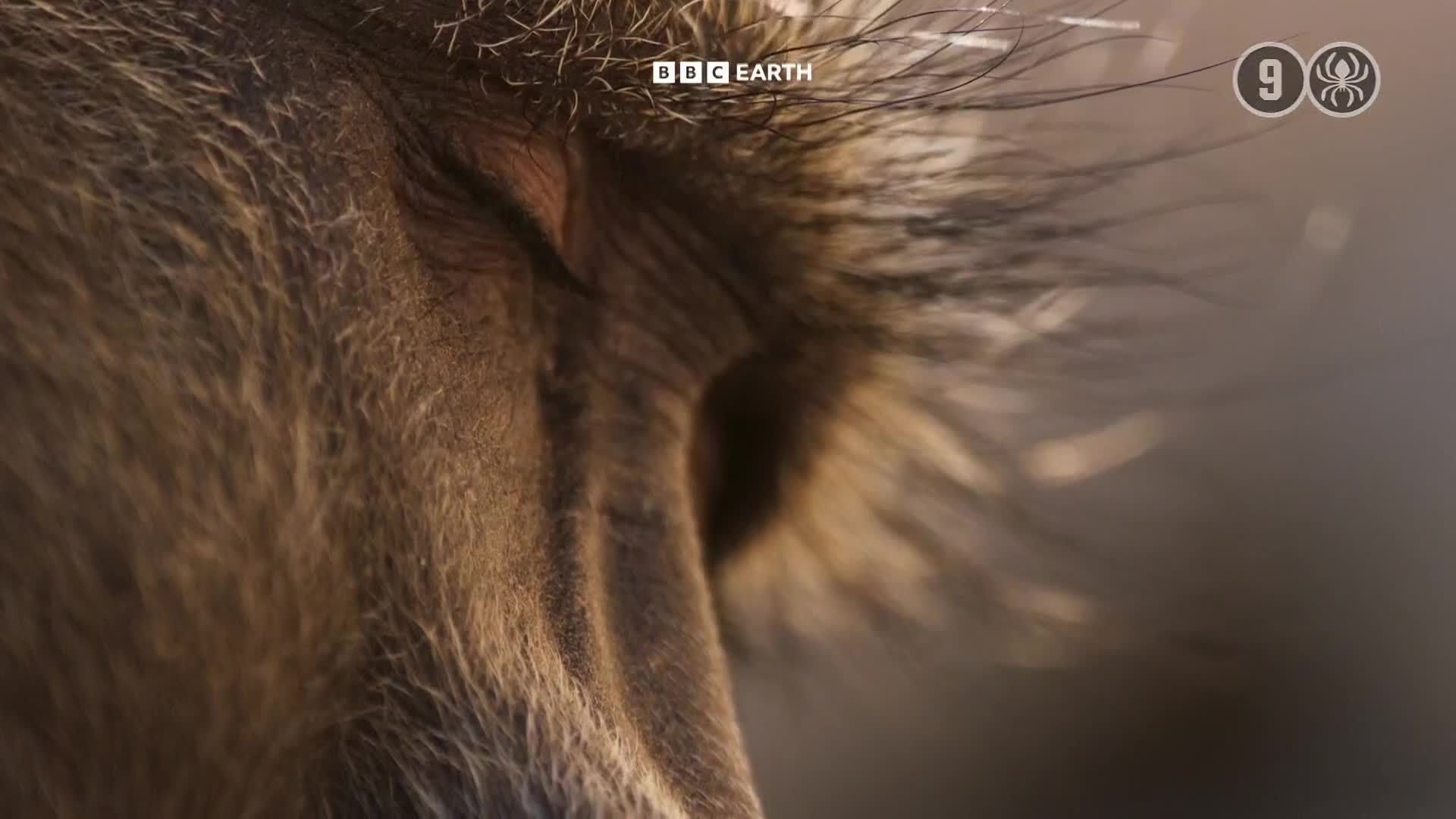BBCEarth