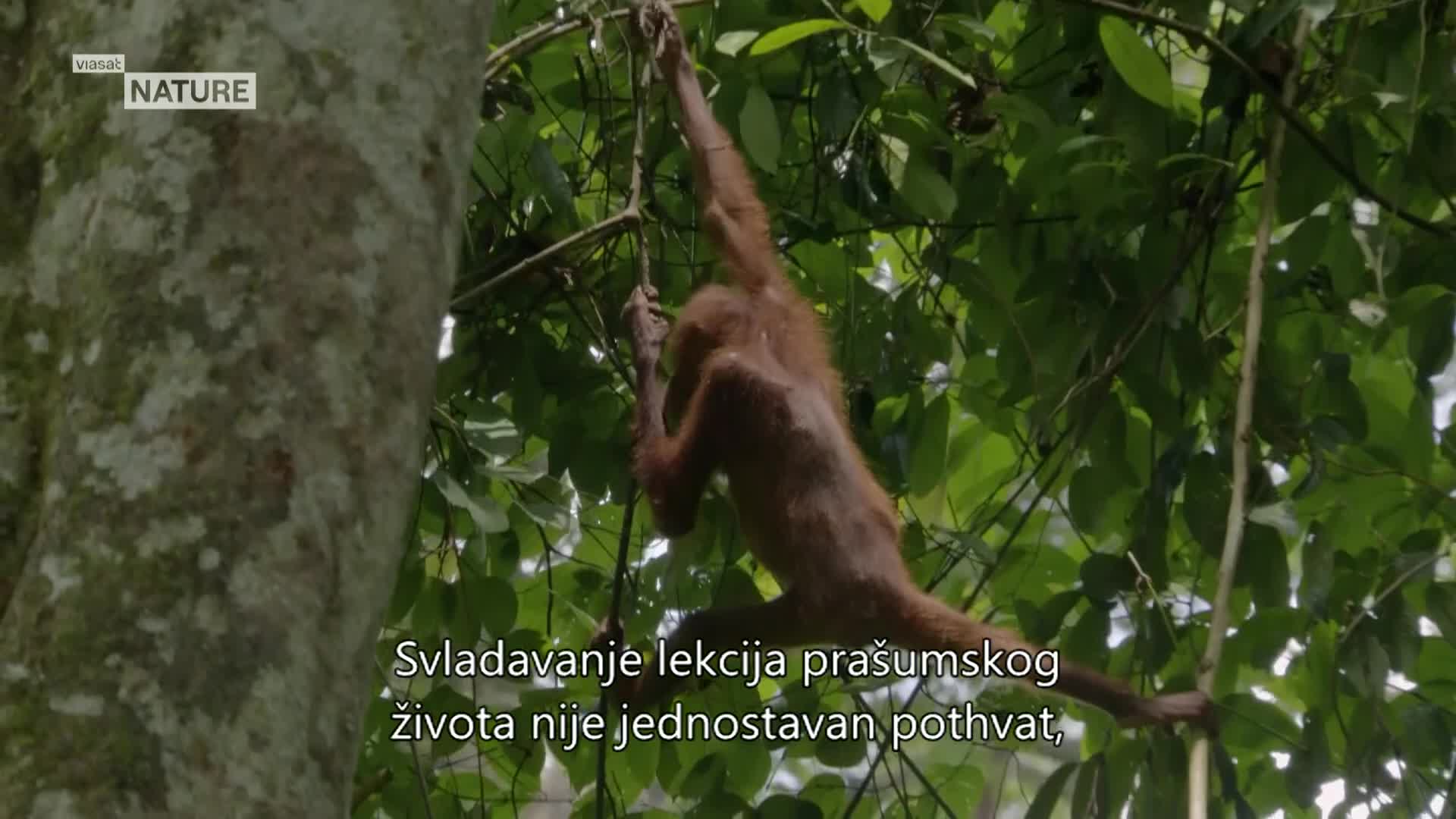 ViasatNature