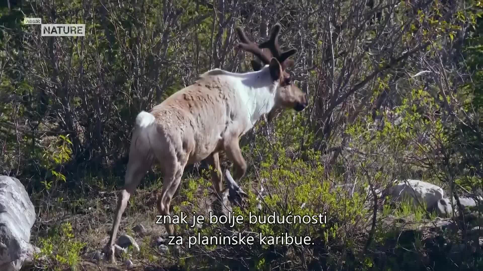 ViasatNature