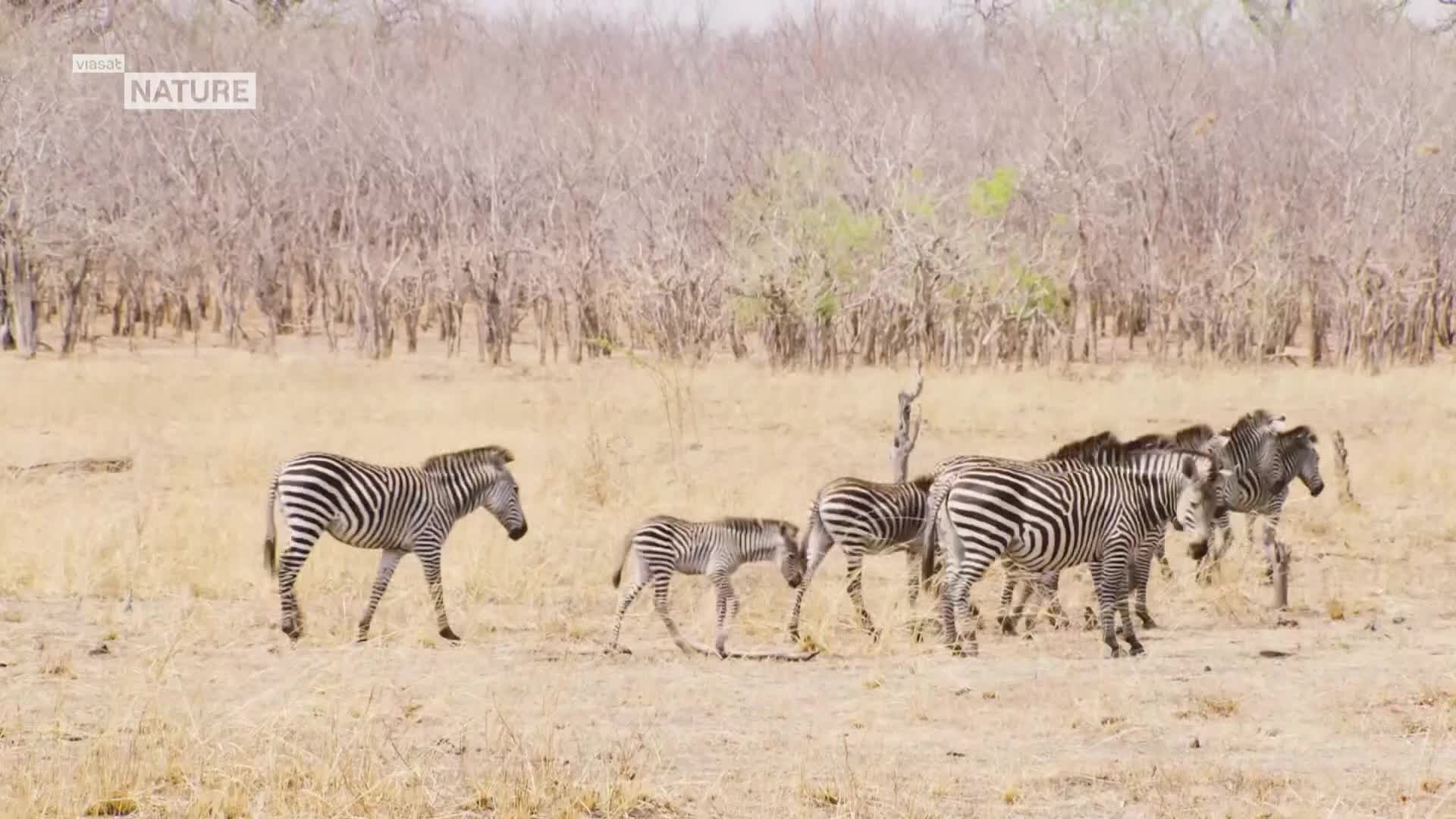 ViasatNature