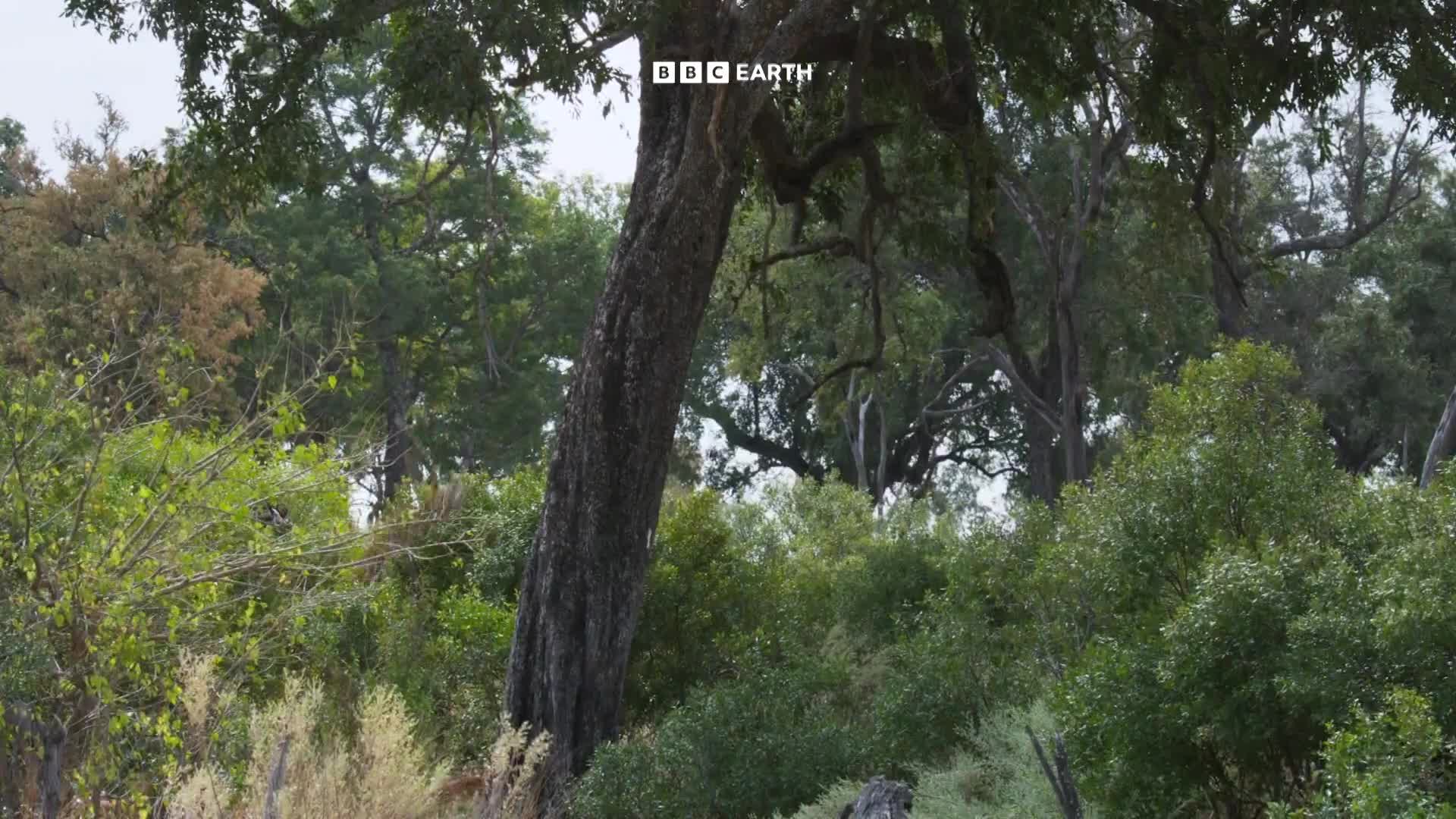 BBCEarth