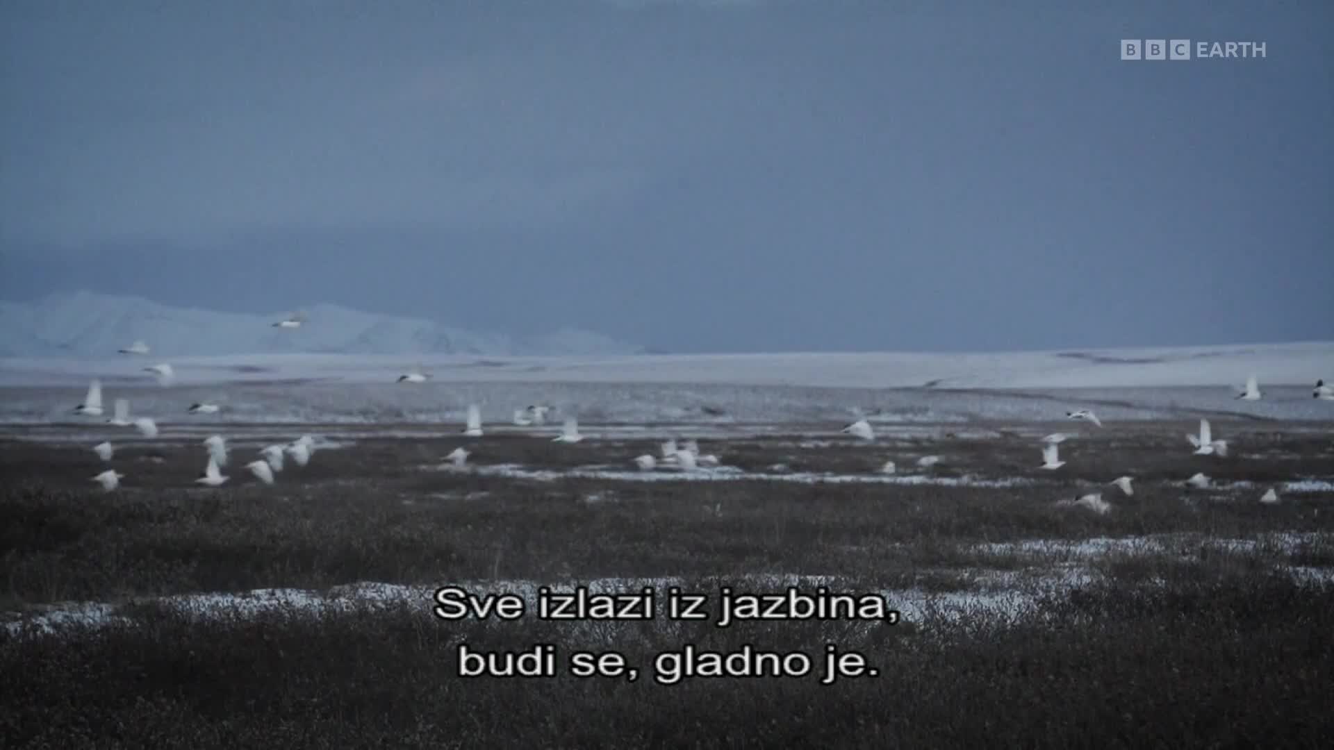 BBCEarth