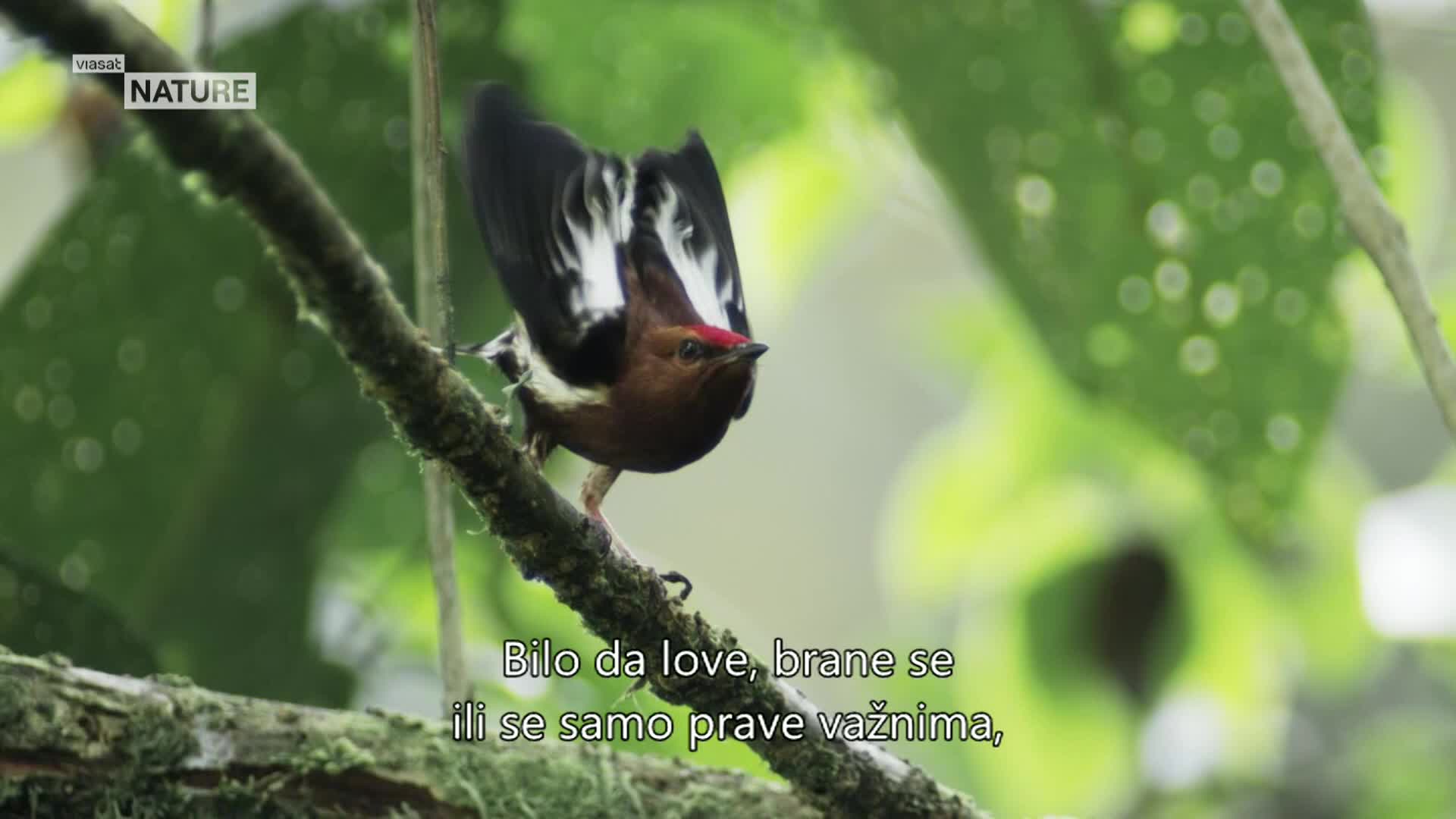 ViasatNature