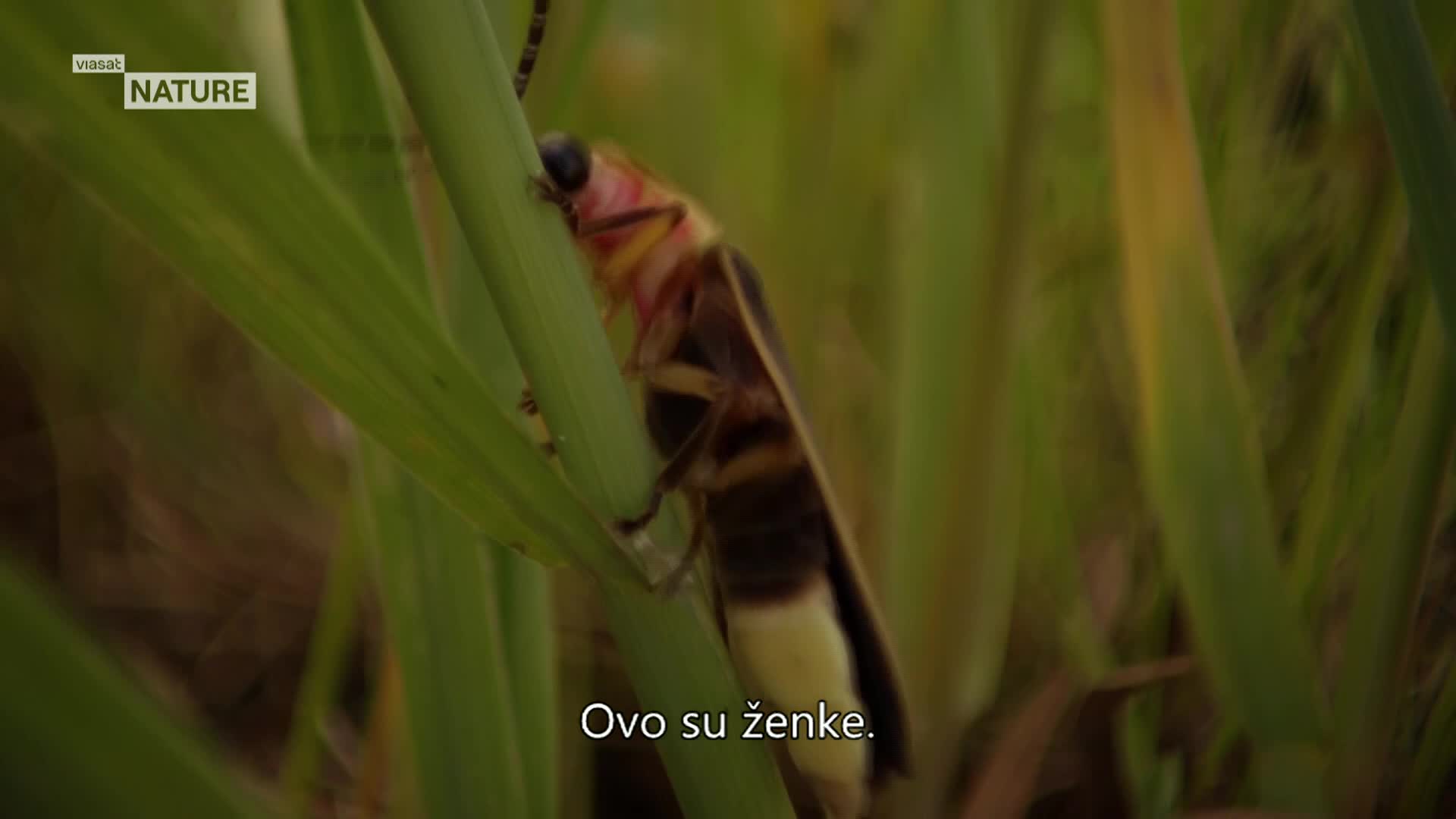 ViasatNature